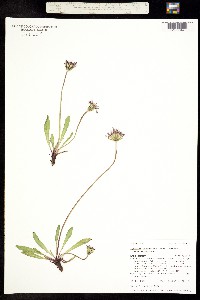Agoseris aurantiaca var. aurantiaca image
