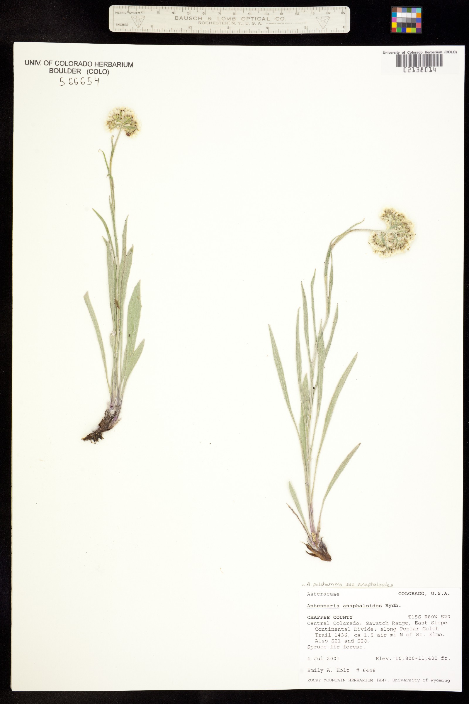 Antennaria pulcherrima image