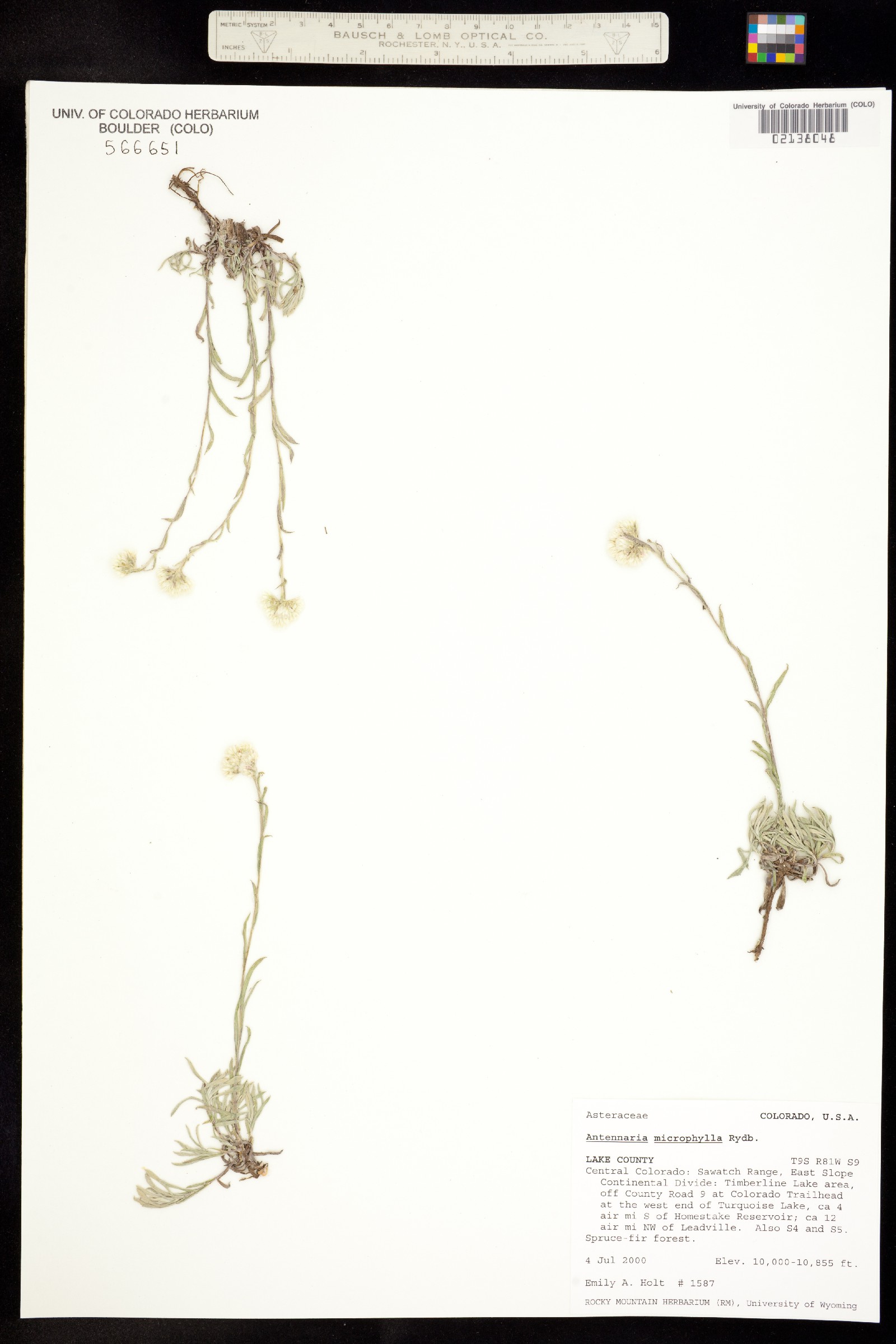 Antennaria microphylla image