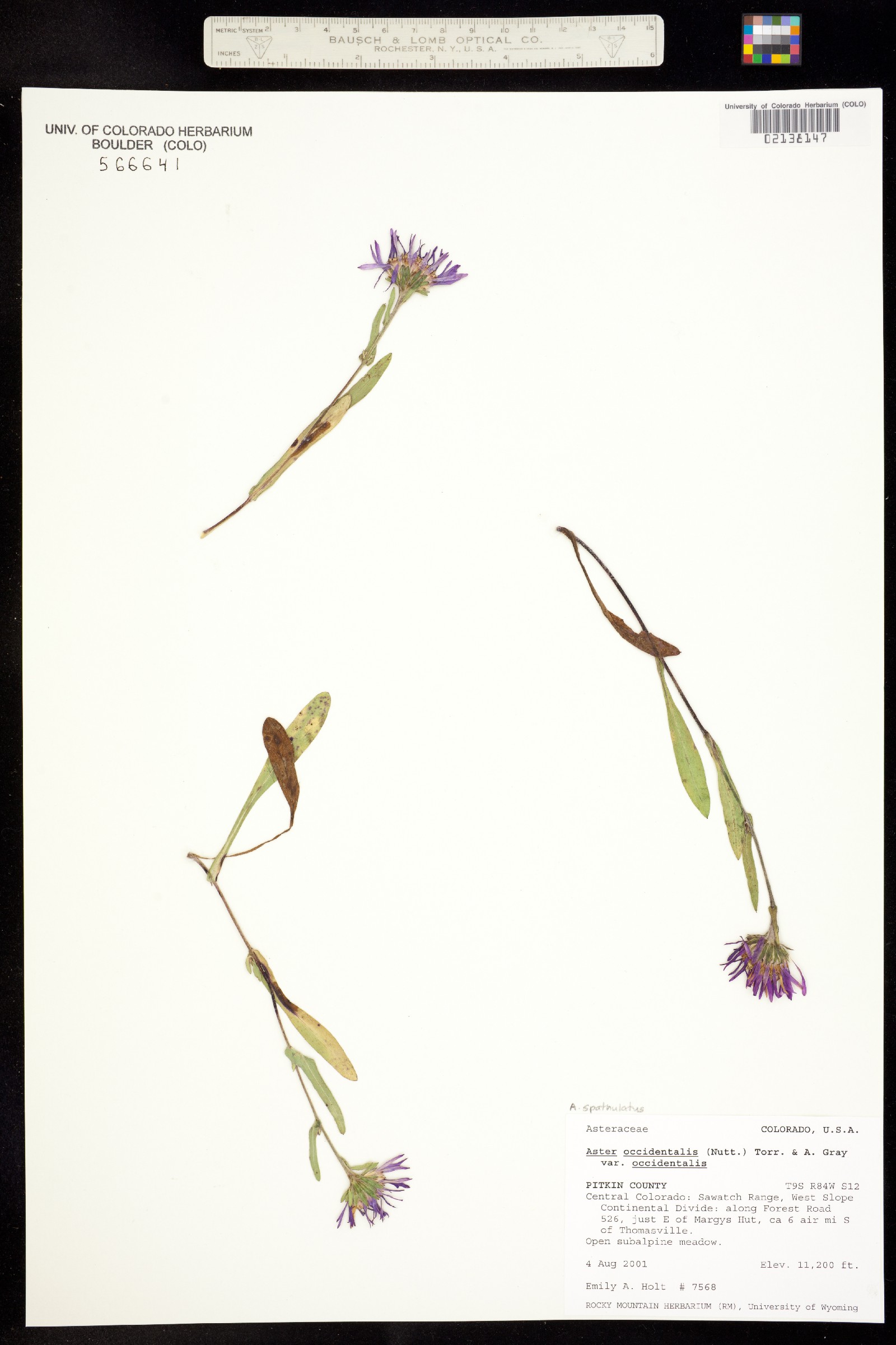 Aster spathulatus image
