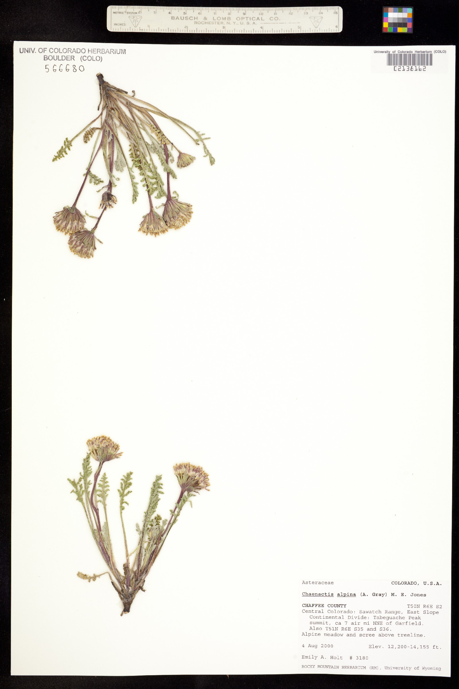 Chaenactis douglasii var. alpina image
