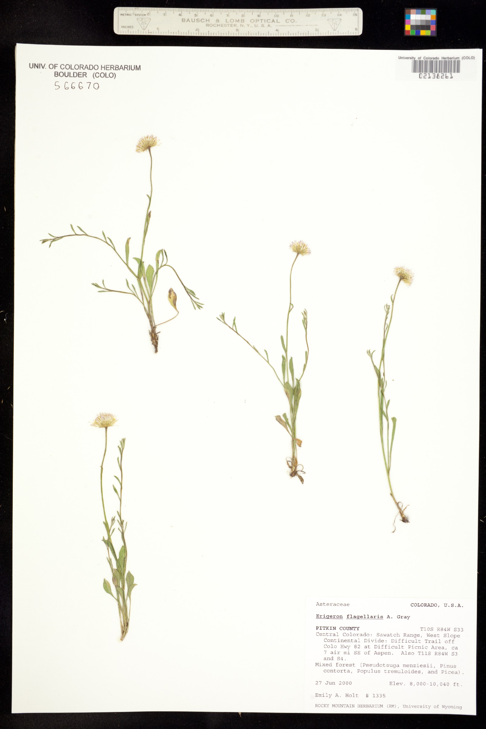 Erigeron flagellaris image