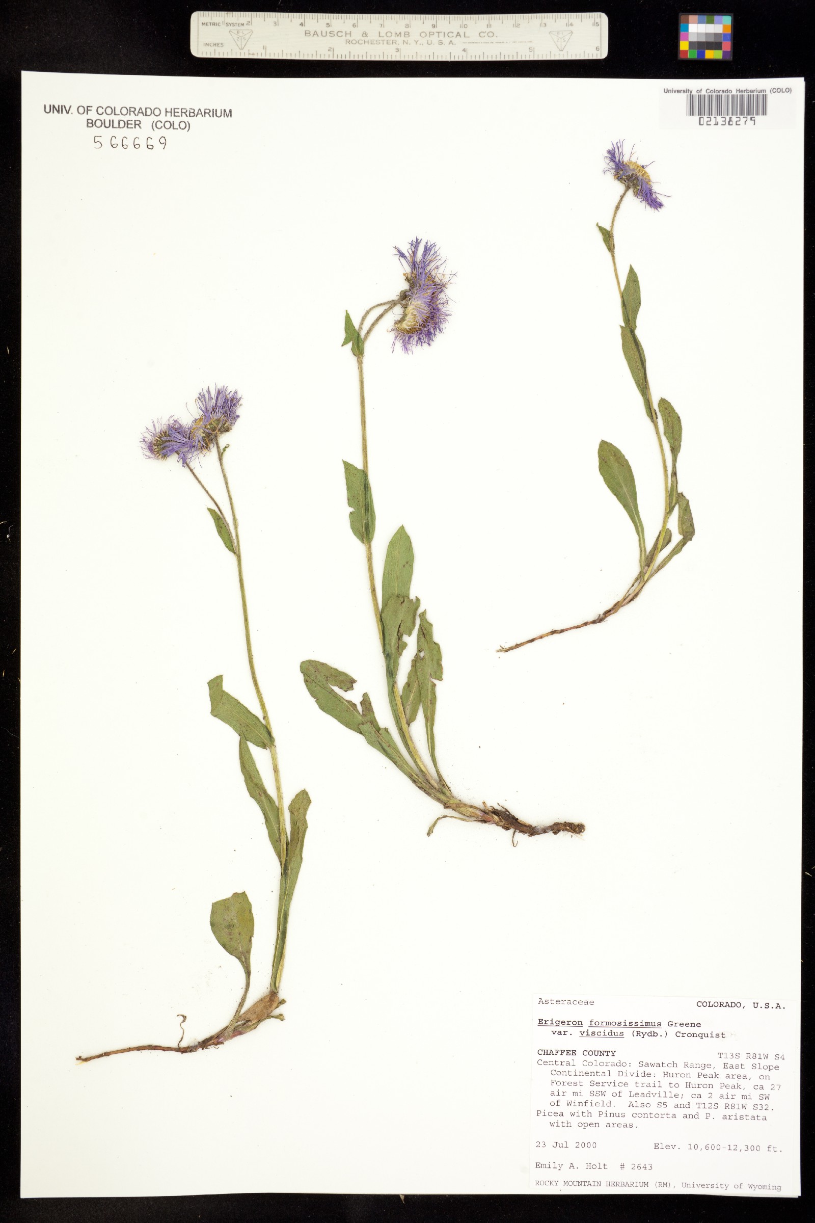 Erigeron formosissimus image