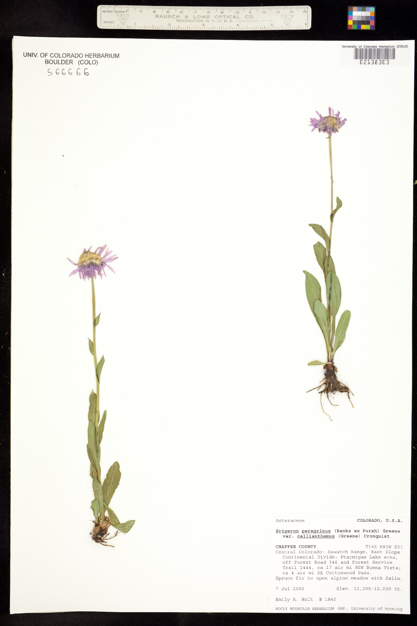 Erigeron glacialis var. glacialis image