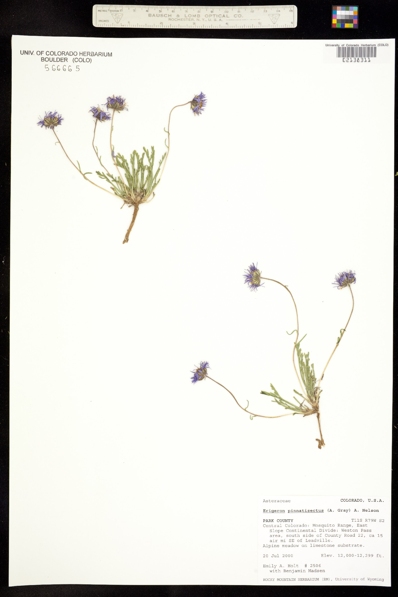 Erigeron pinnatisectus image