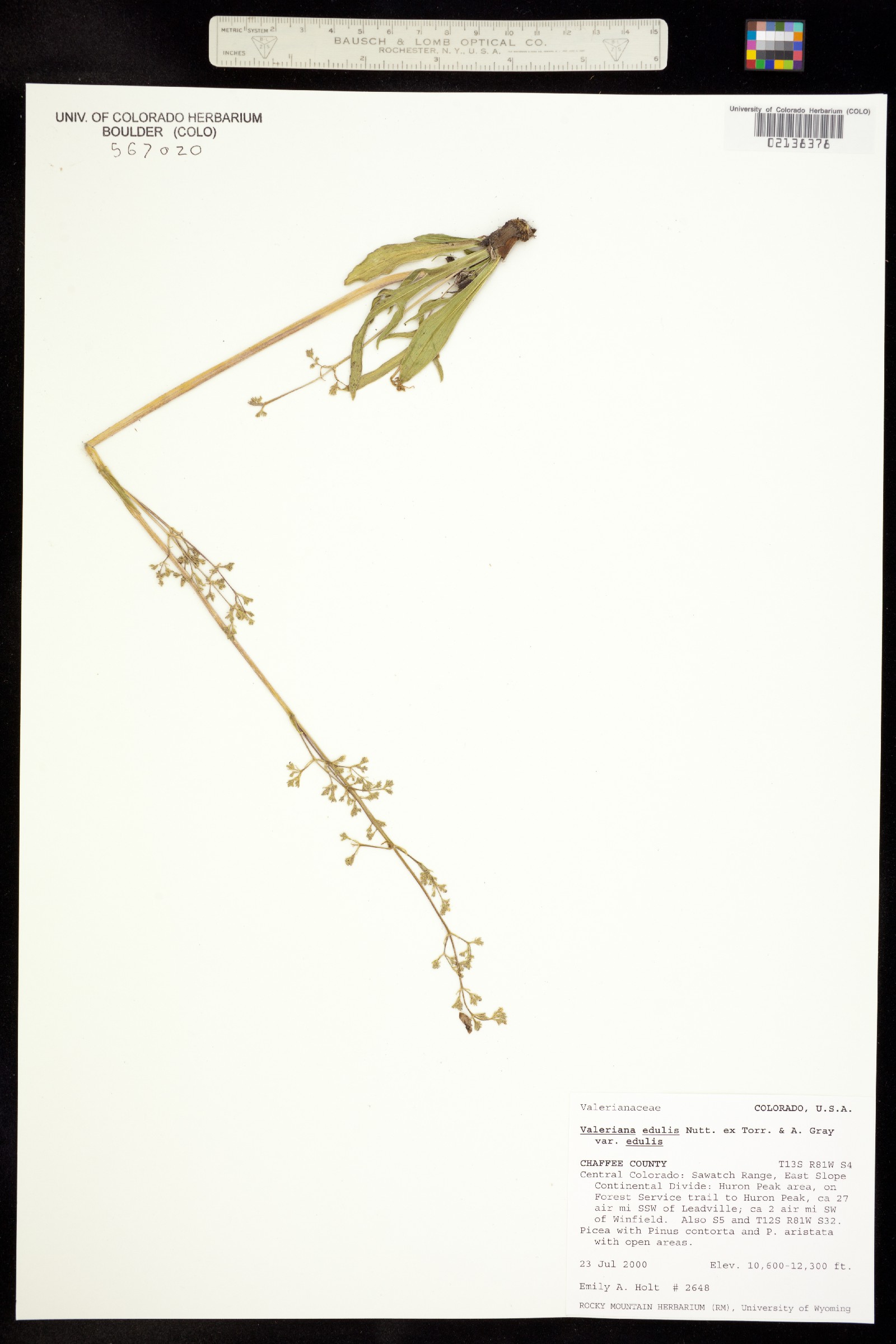 Valeriana acutiloba var. acutiloba image