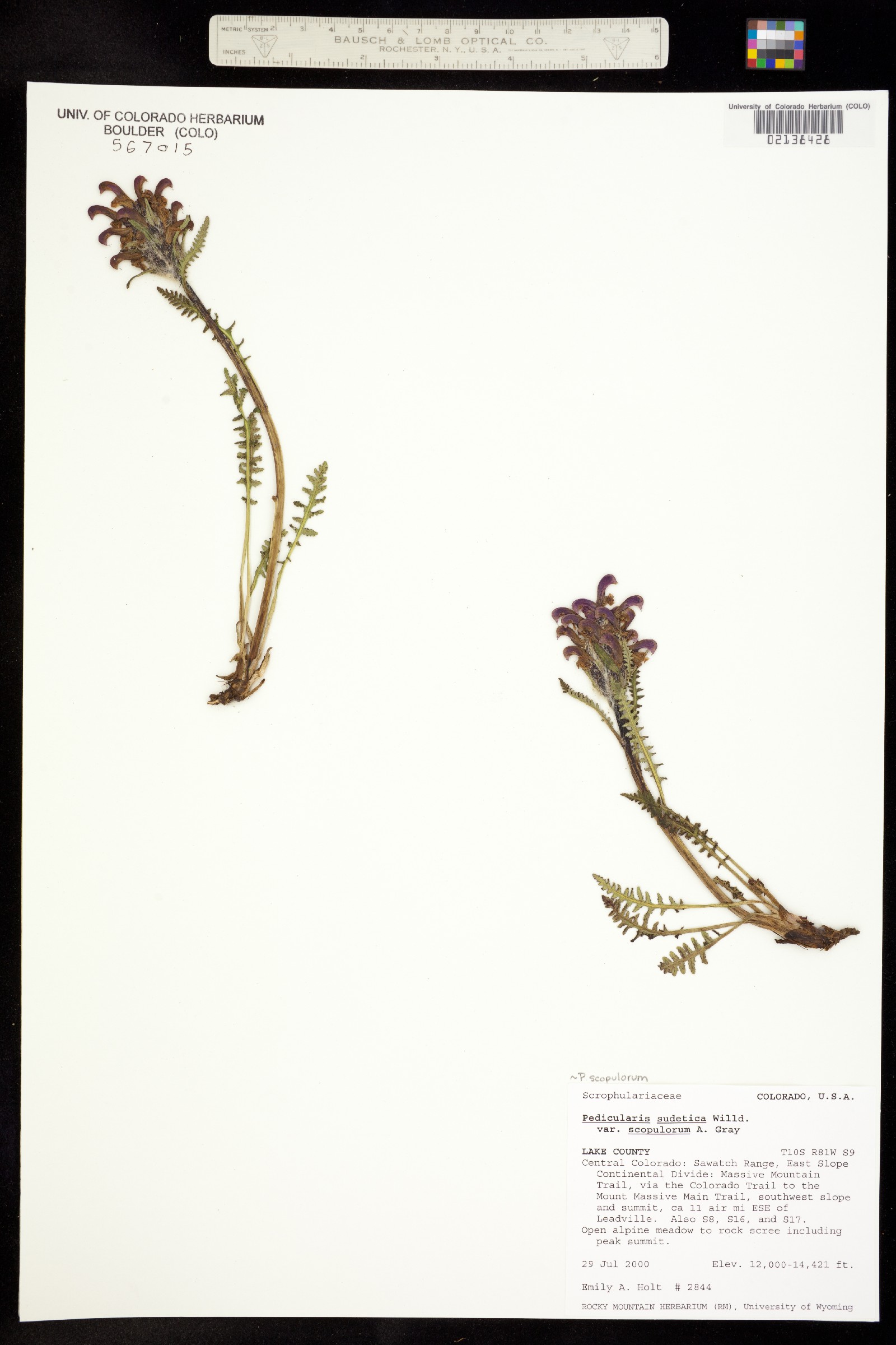Pedicularis sudetica ssp. scopulorum image