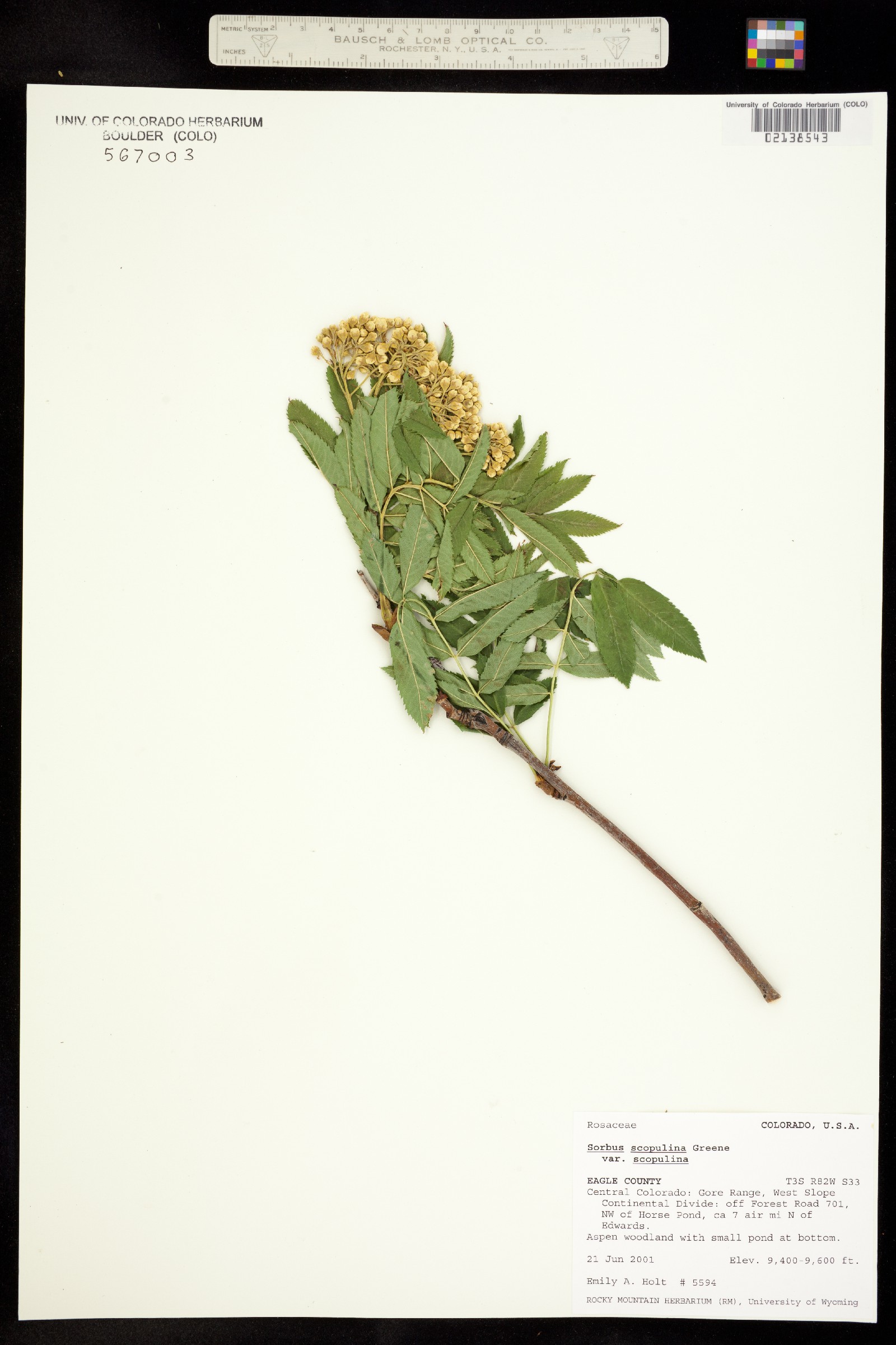Sorbus scopulina image