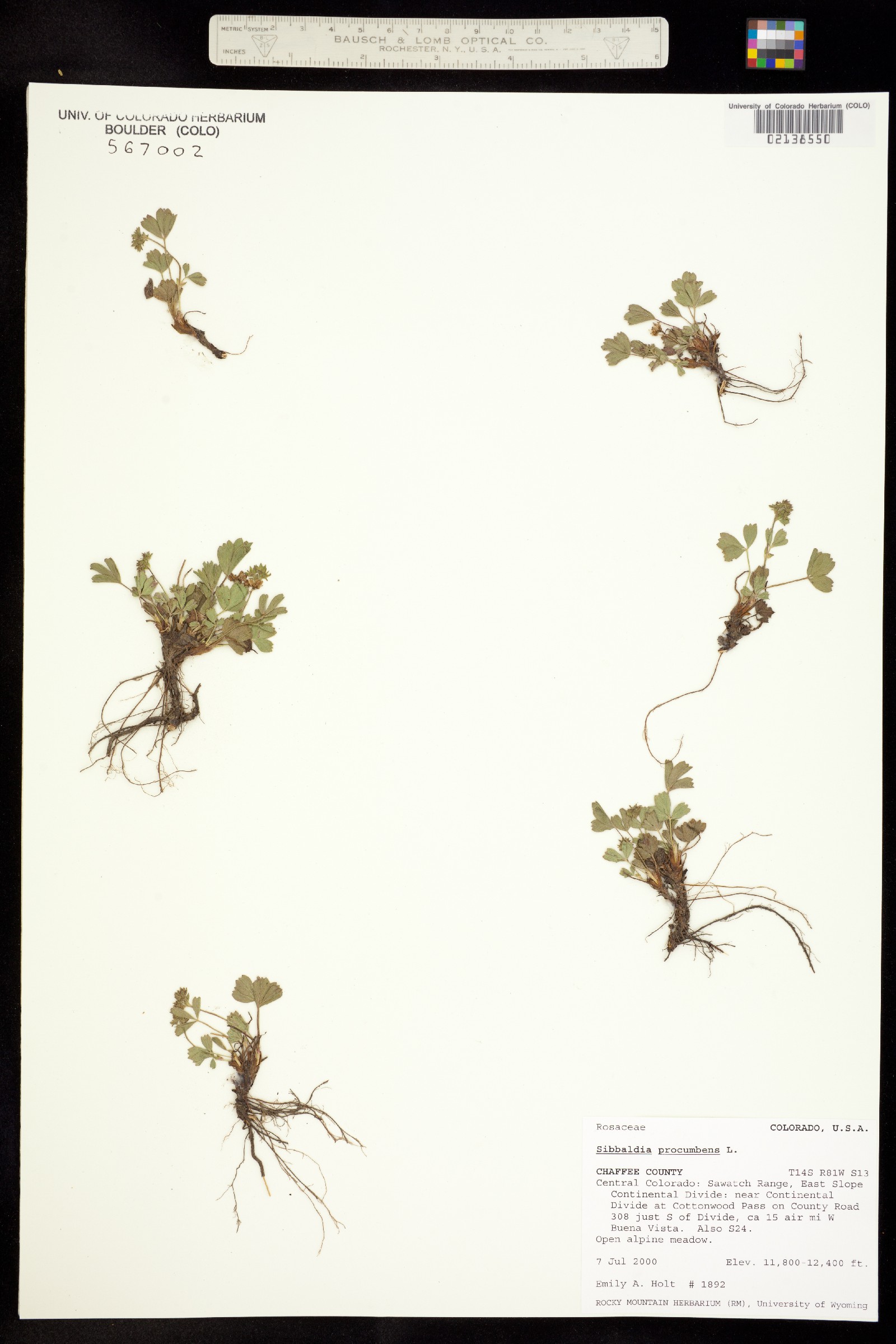 Sibbaldia procumbens image