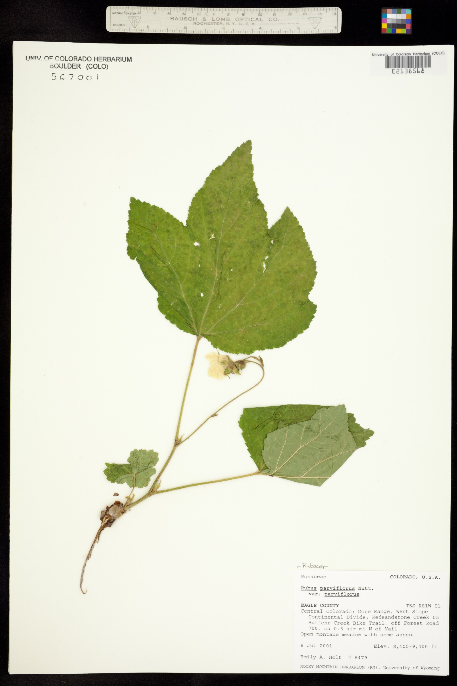 Rubus parviflorus image