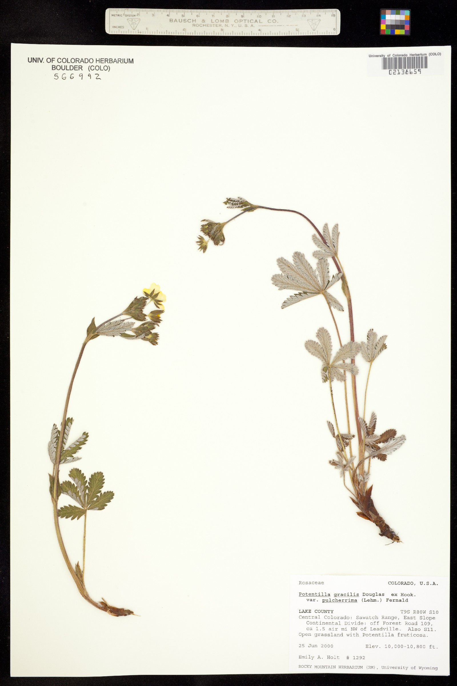 Potentilla pulcherrima image