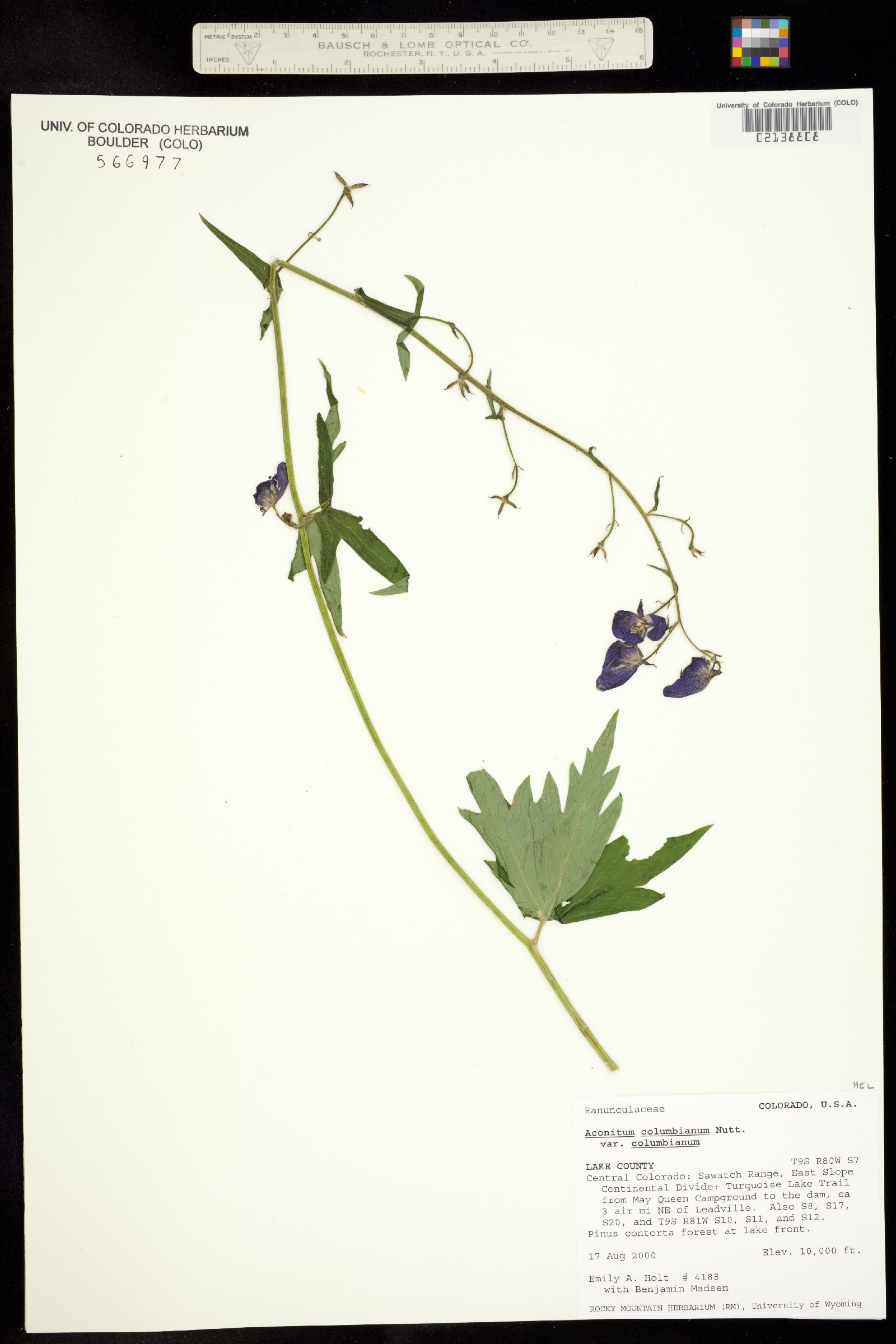 Aconitum columbianum ssp. columbianum image