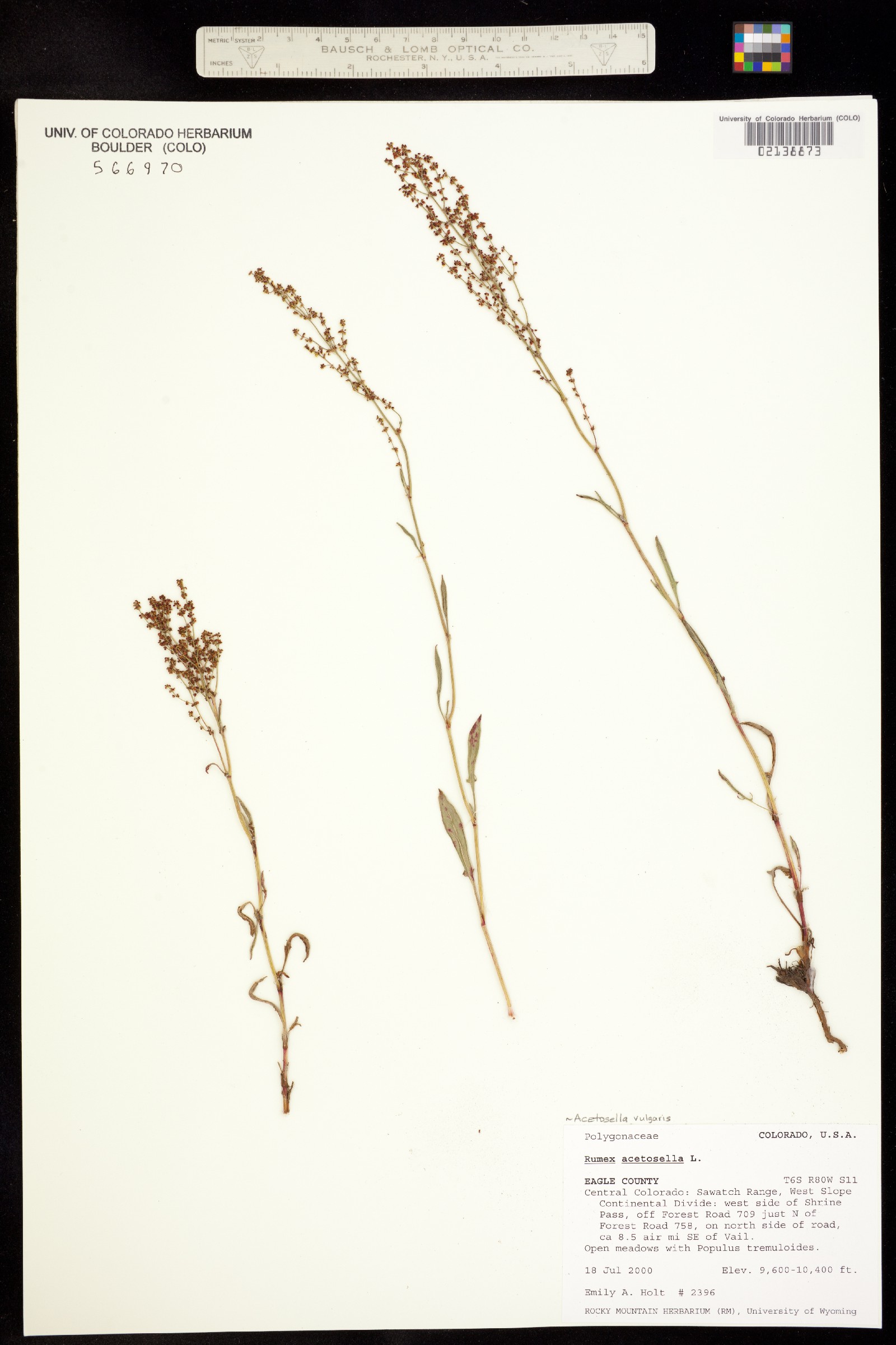 Rumex acetosella image