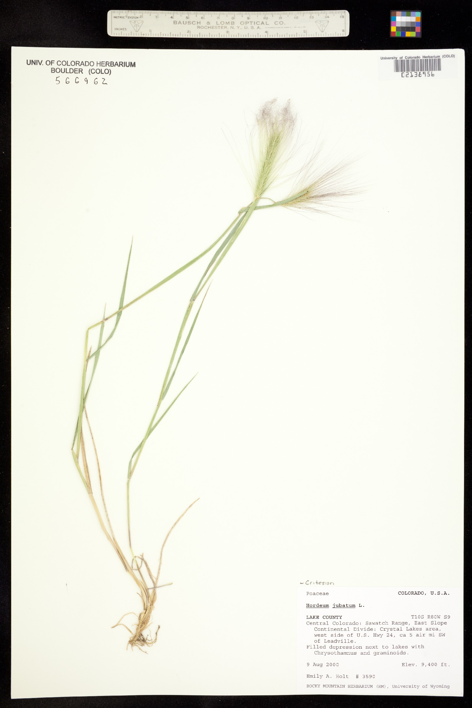 Hordeum jubatum image