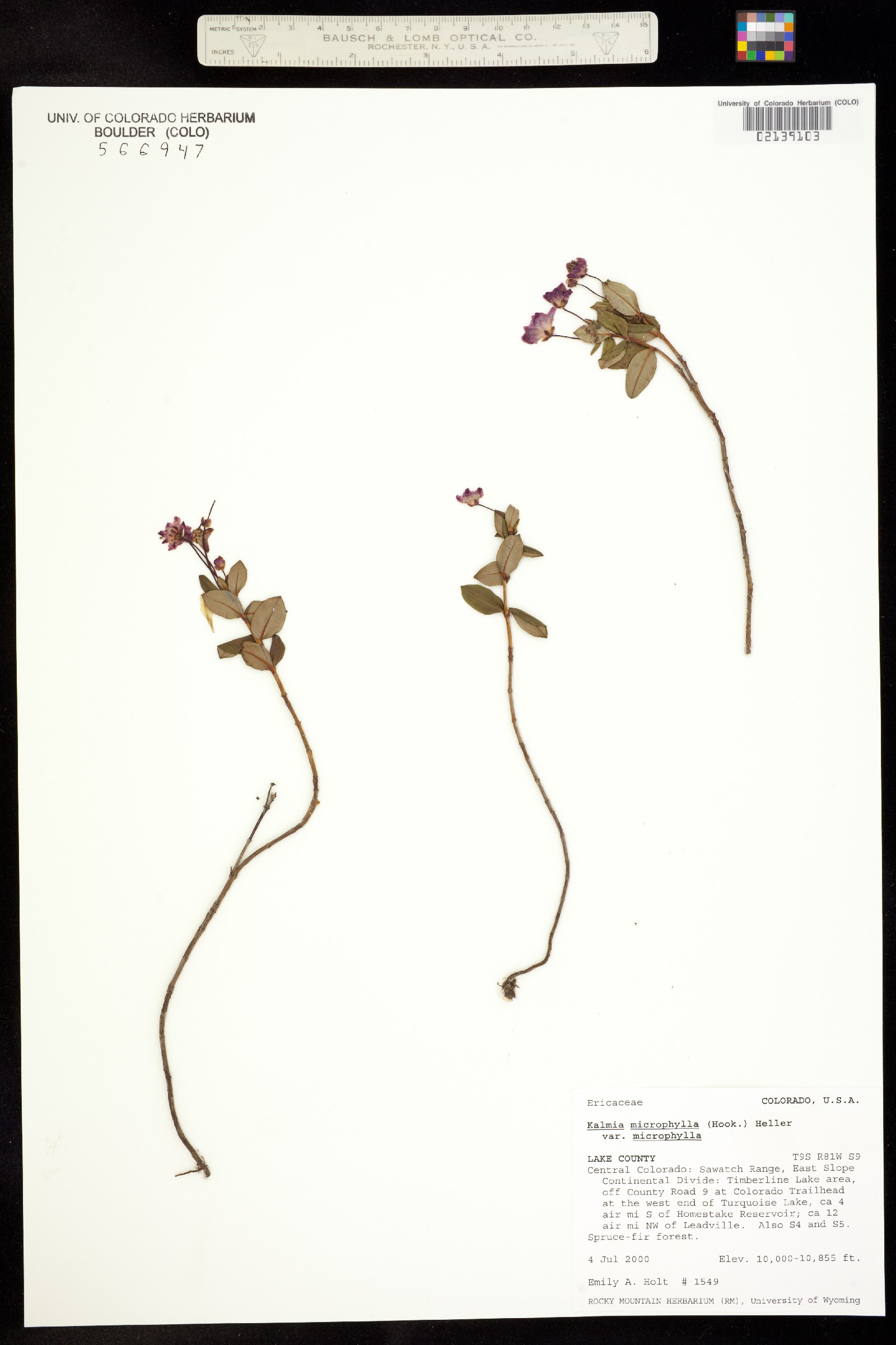 Kalmia image