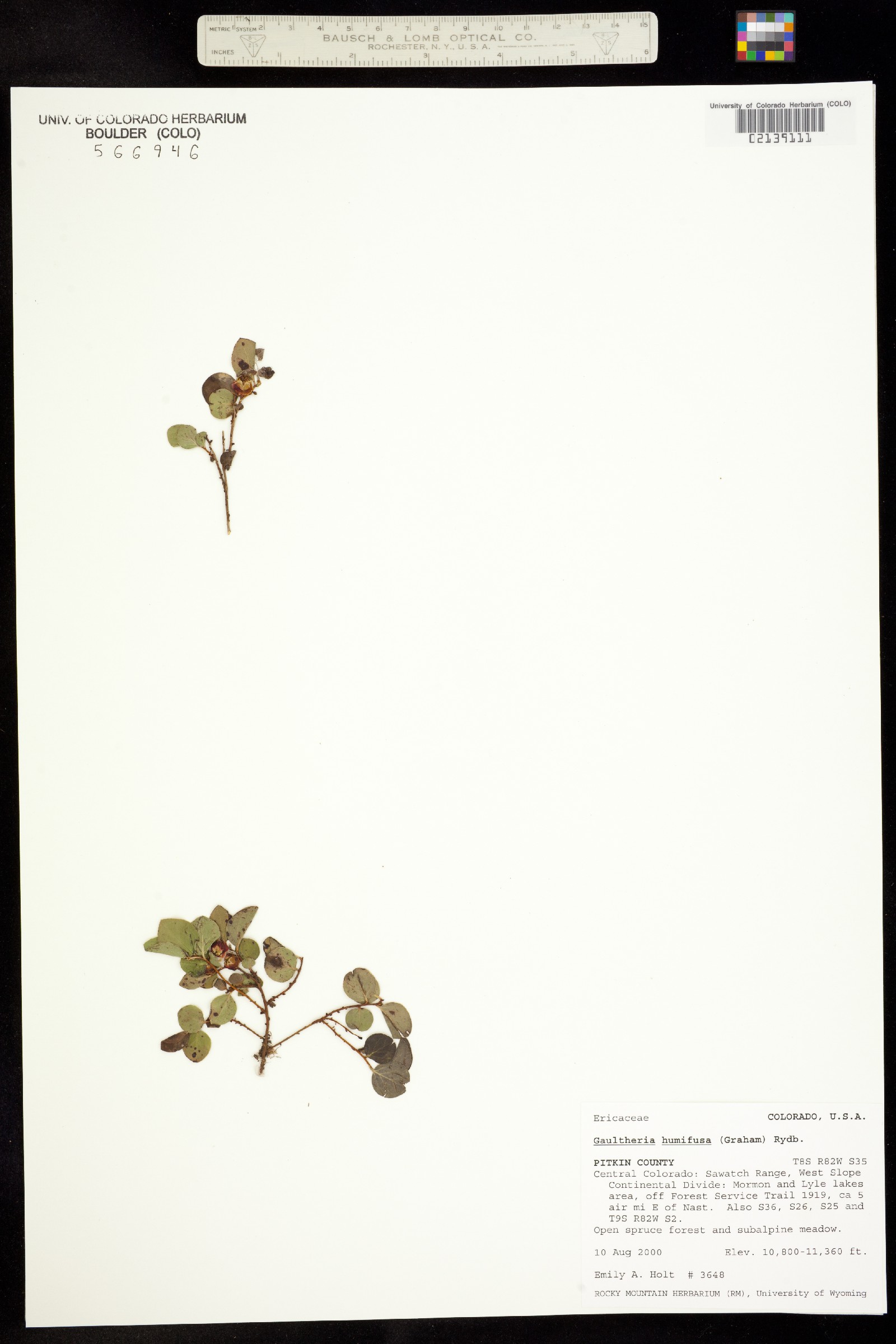 Gaultheria humifusa image