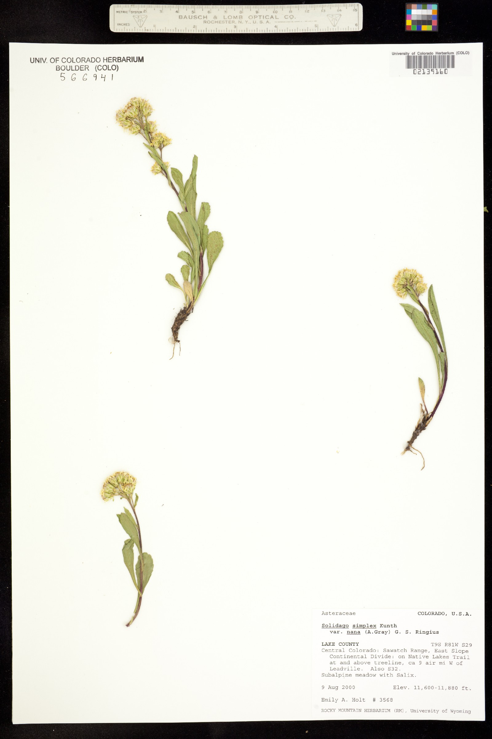 Solidago simplex var. simplex image