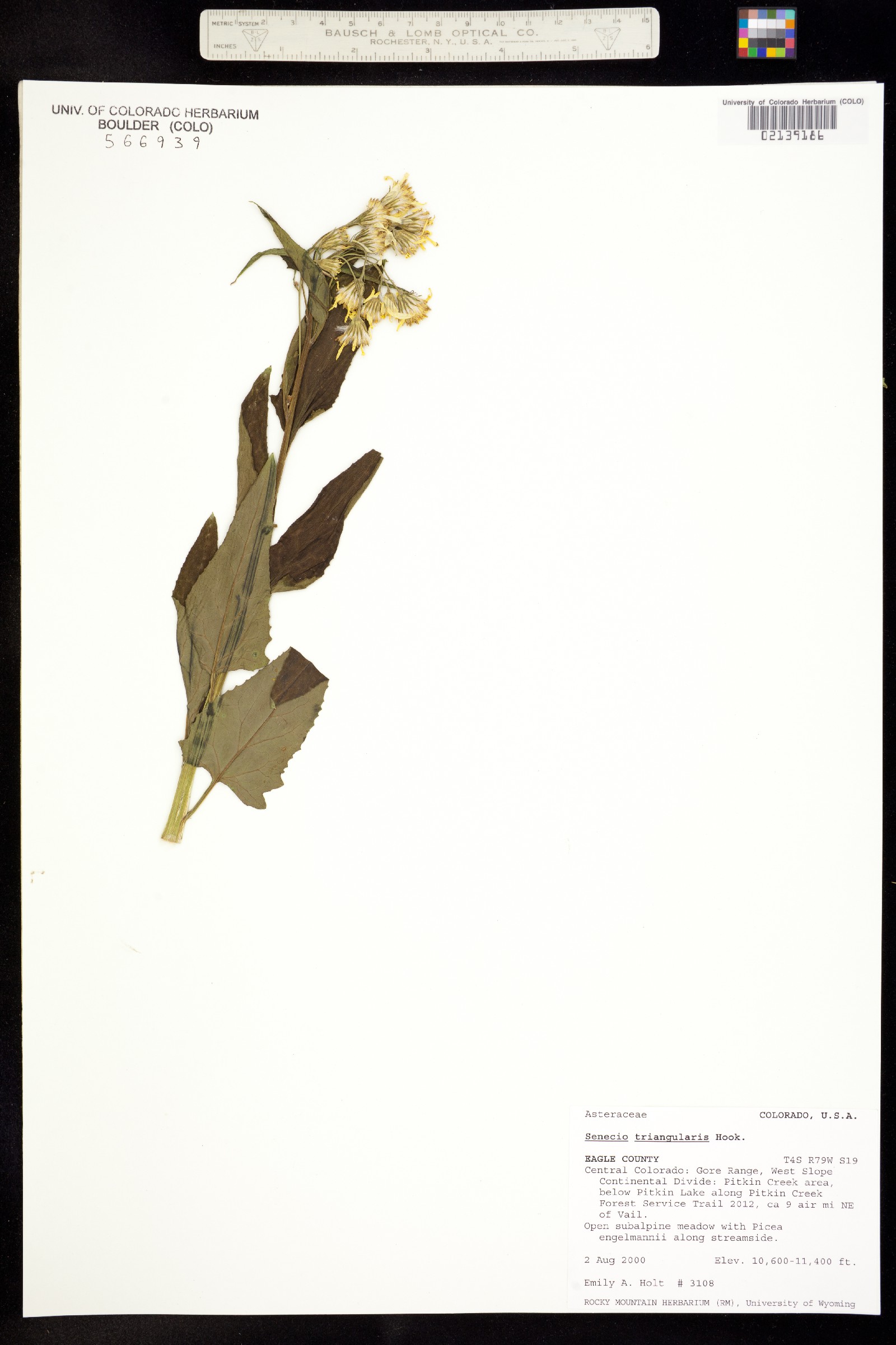 Senecio triangularis image