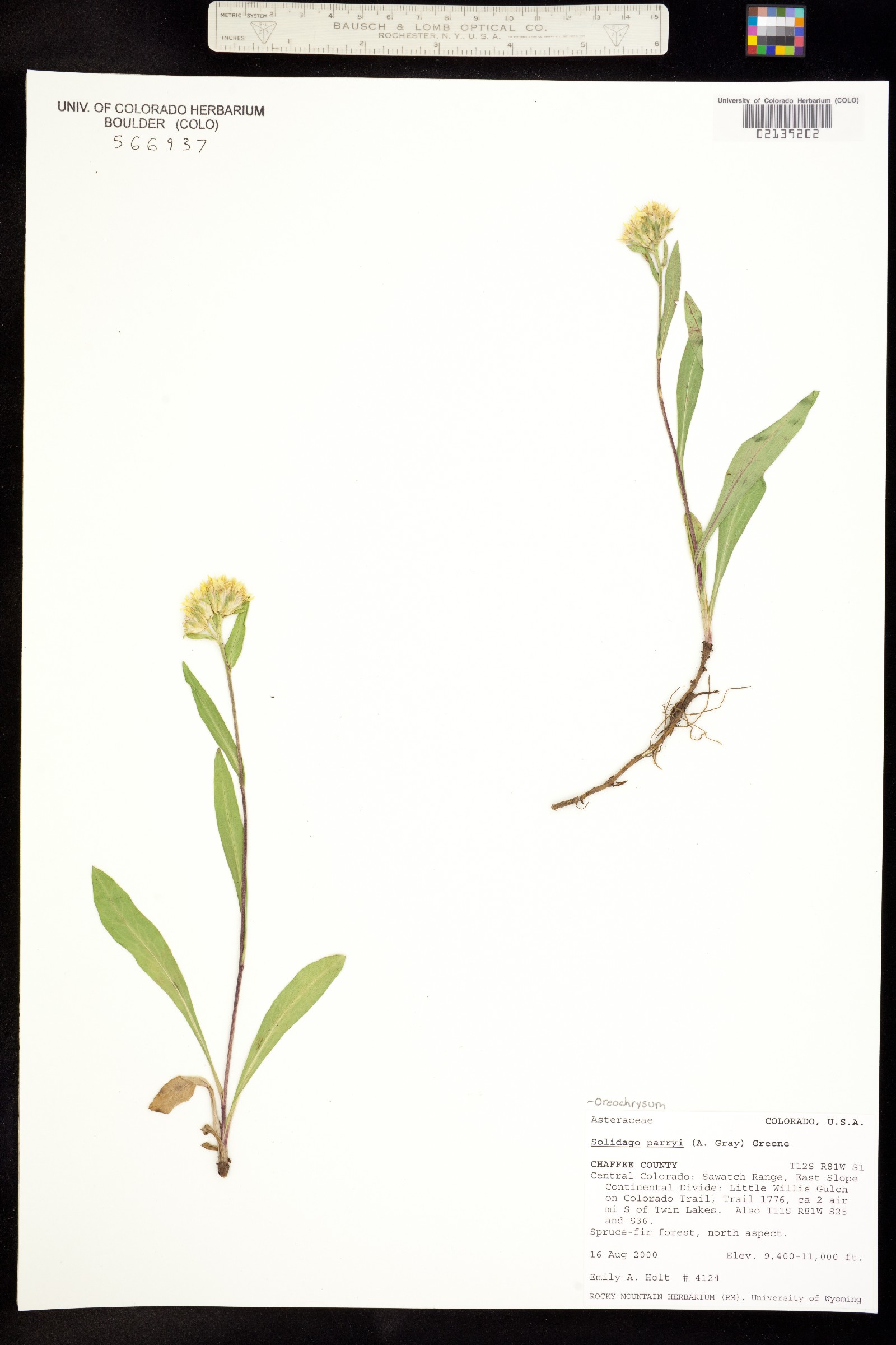 Oreochrysum parryi image