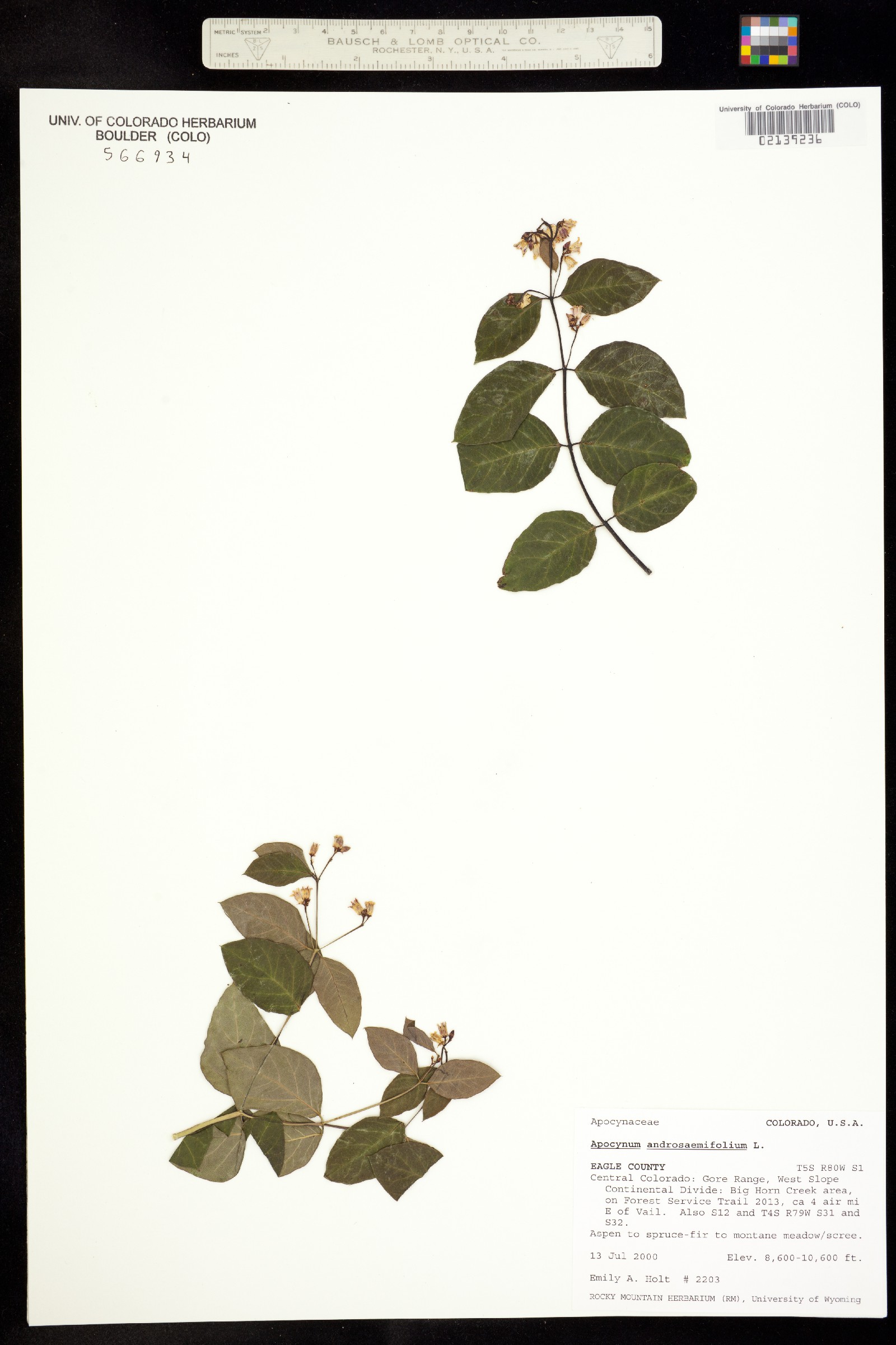 Apocynum androsaemifolium image