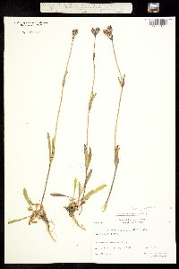 Image of Gastrolychnis triflora