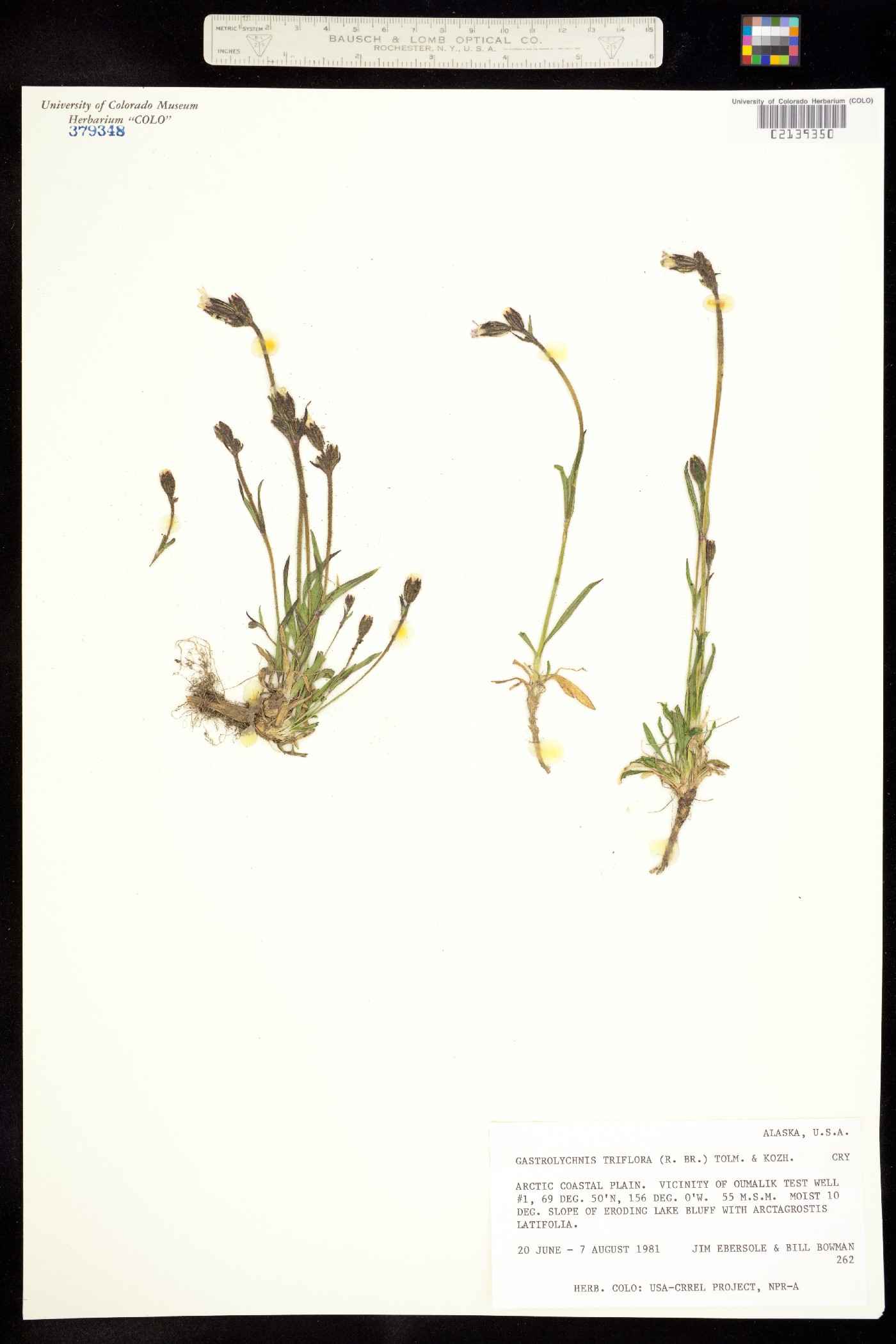 Gastrolychnis image