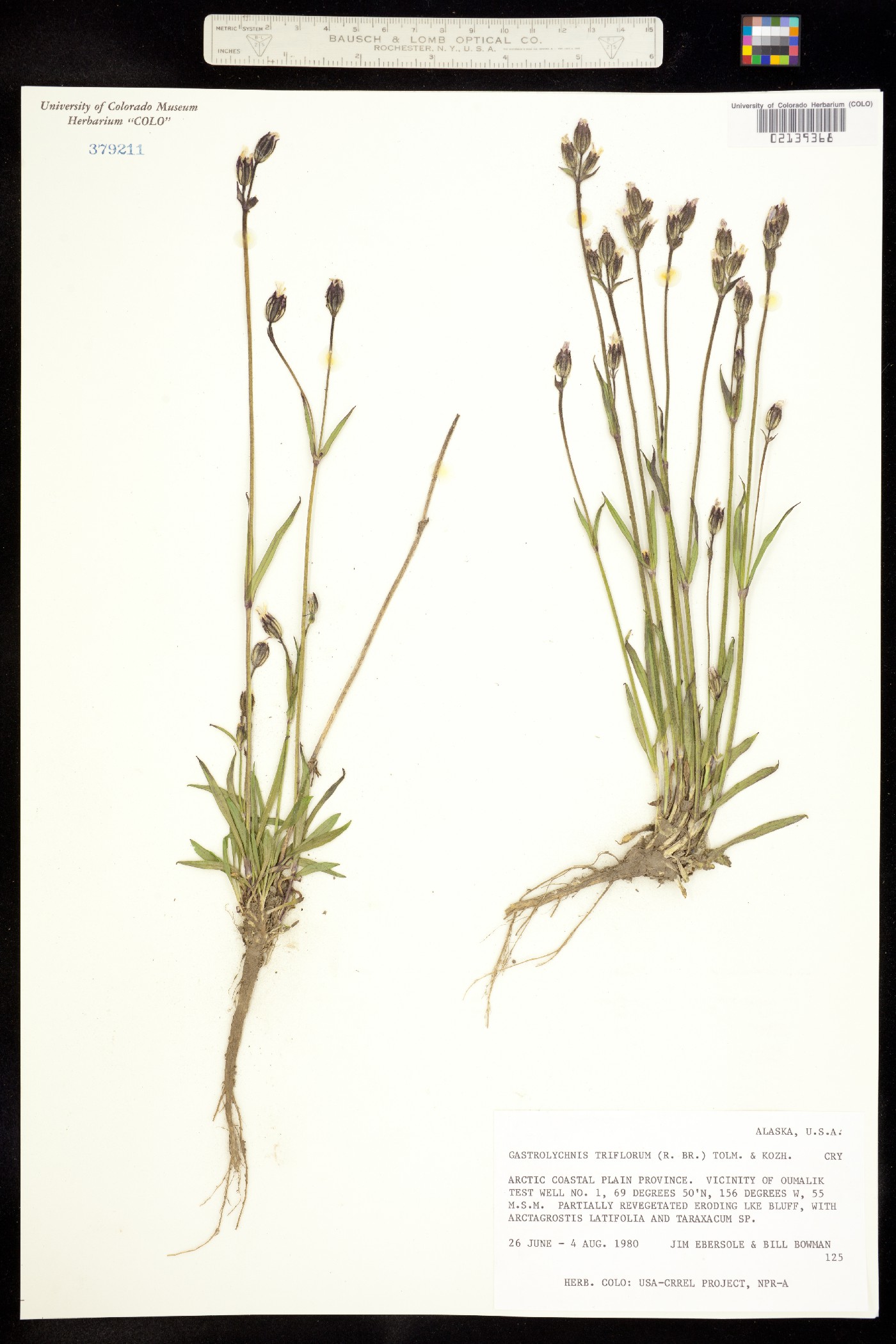 Gastrolychnis triflora image