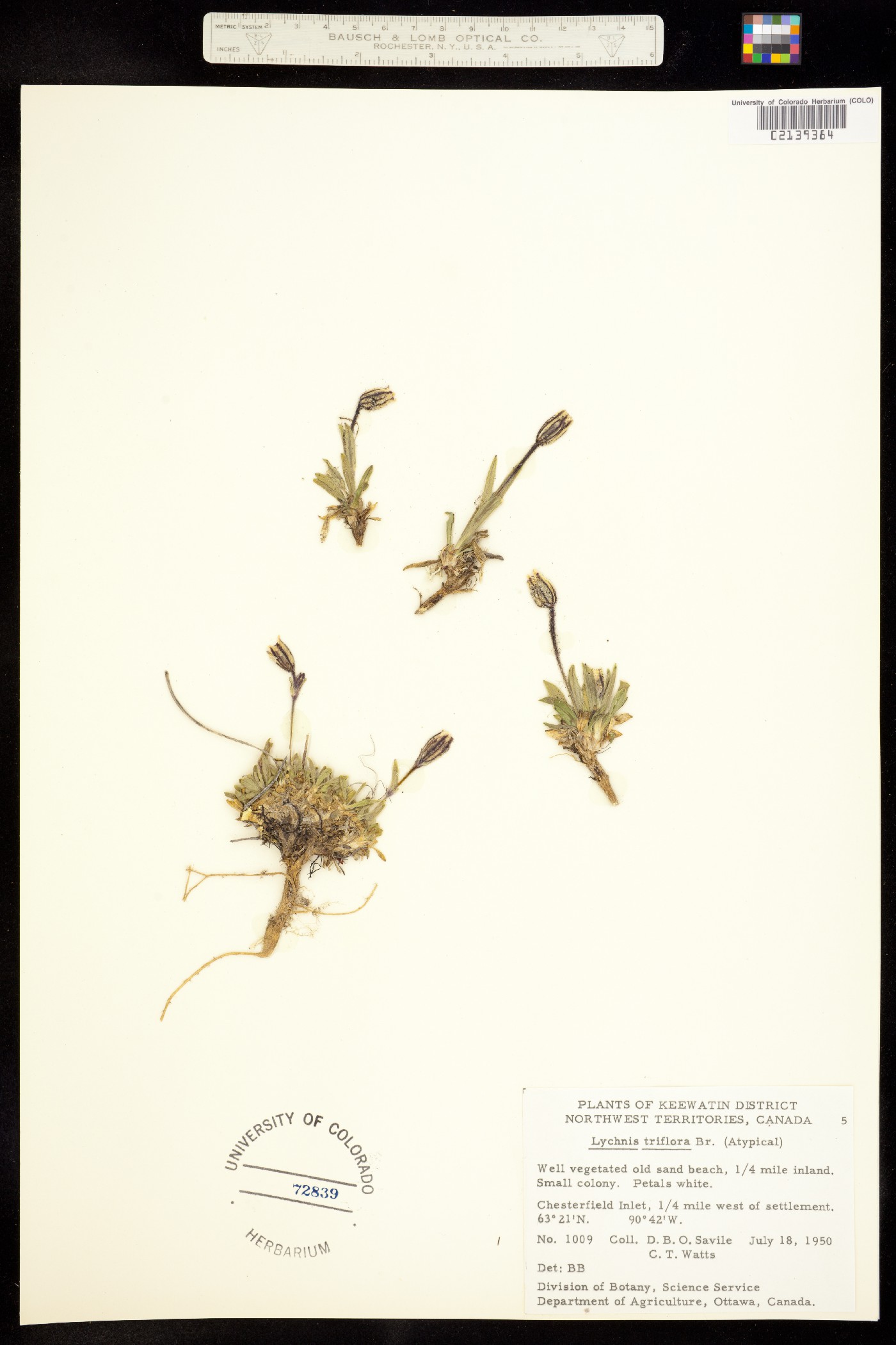 Gastrolychnis triflora image
