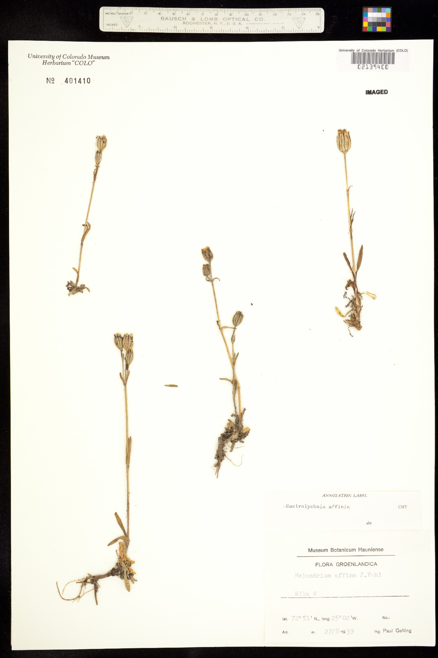 Silene involucrata ssp. involucrata image
