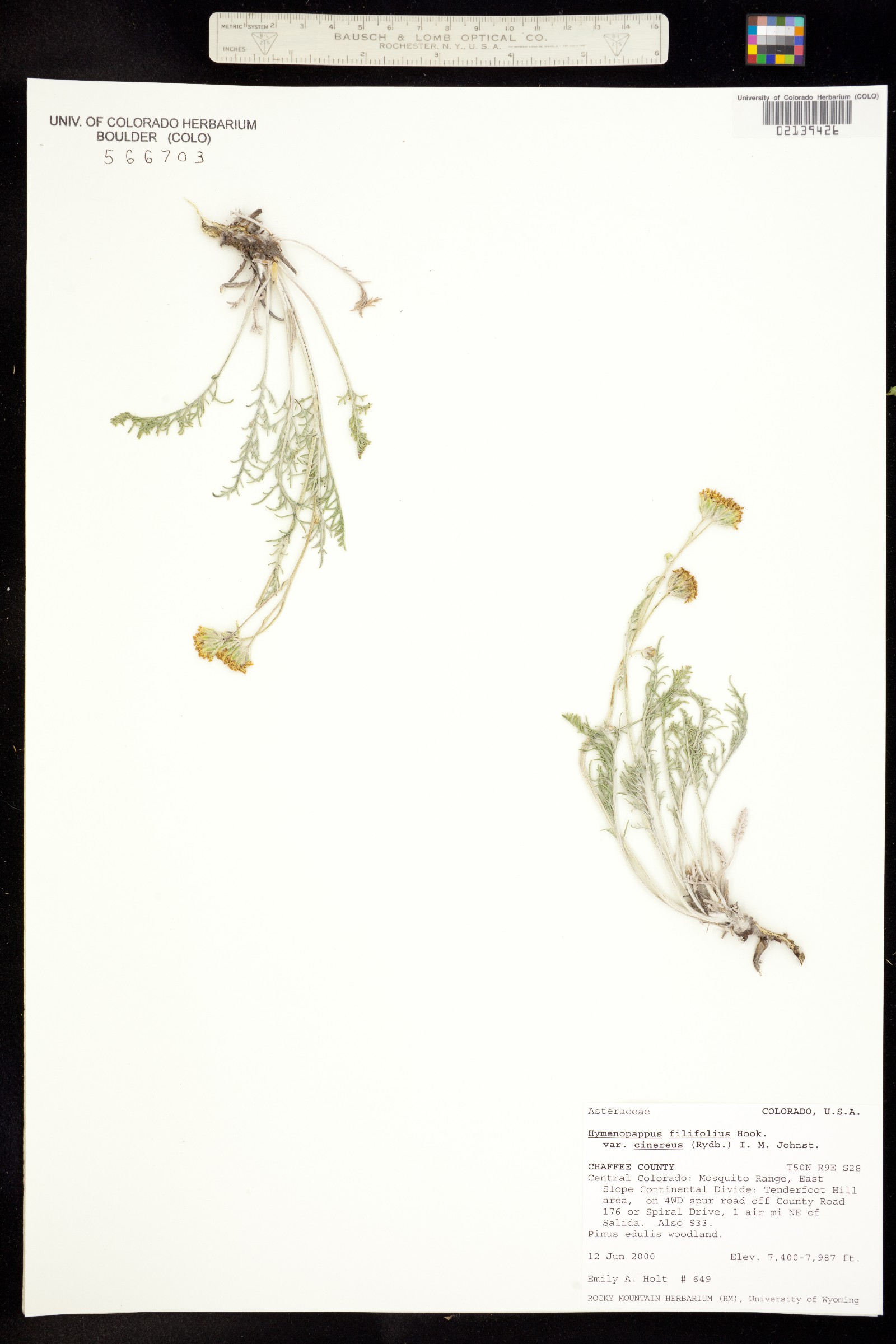 Hymenopappus filifolius var. cinereus image