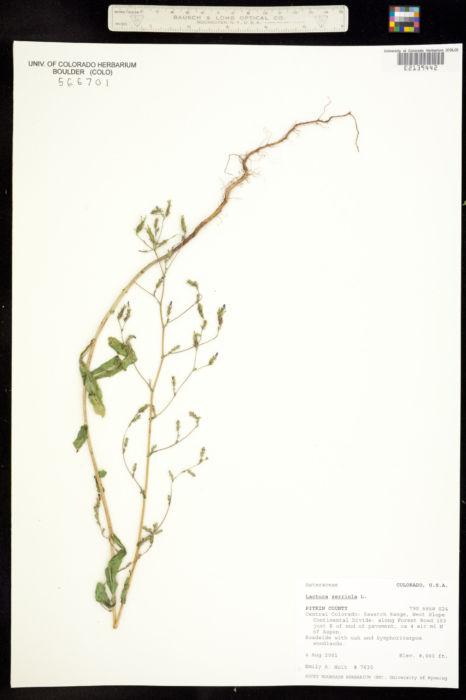 Lactuca serriola image