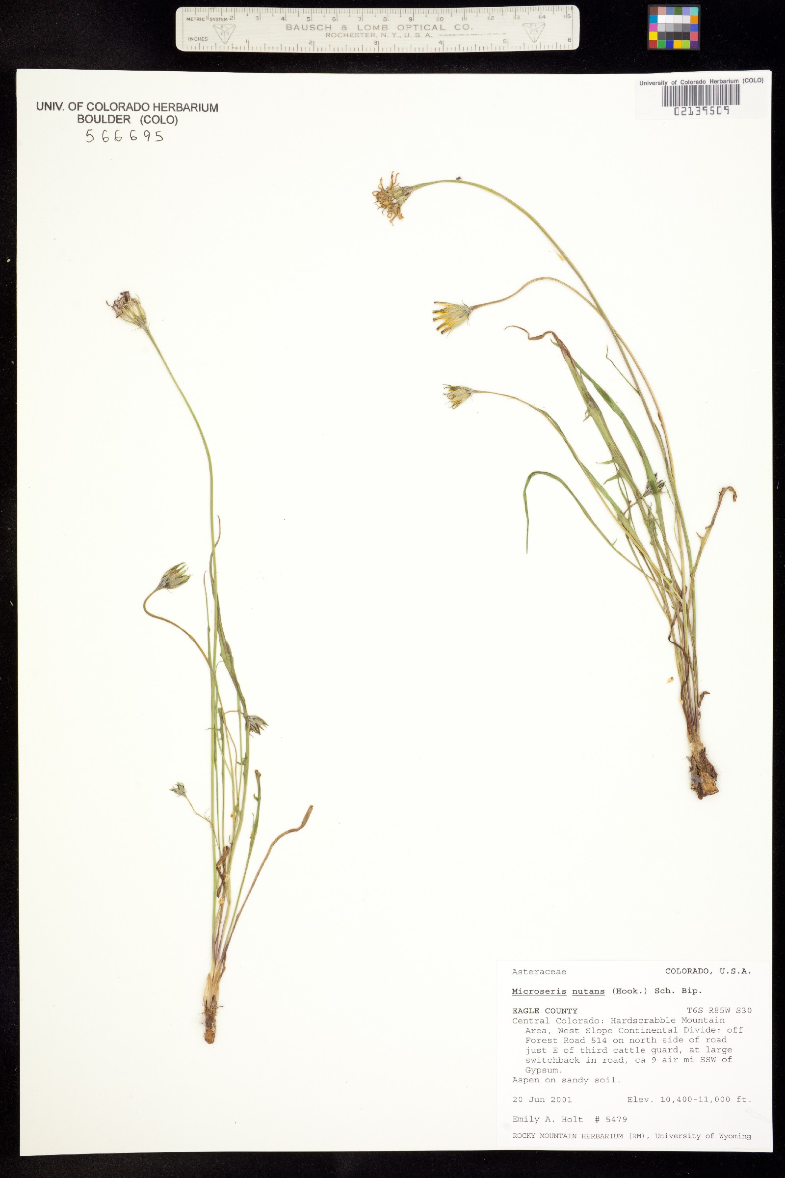 Microseris nutans image