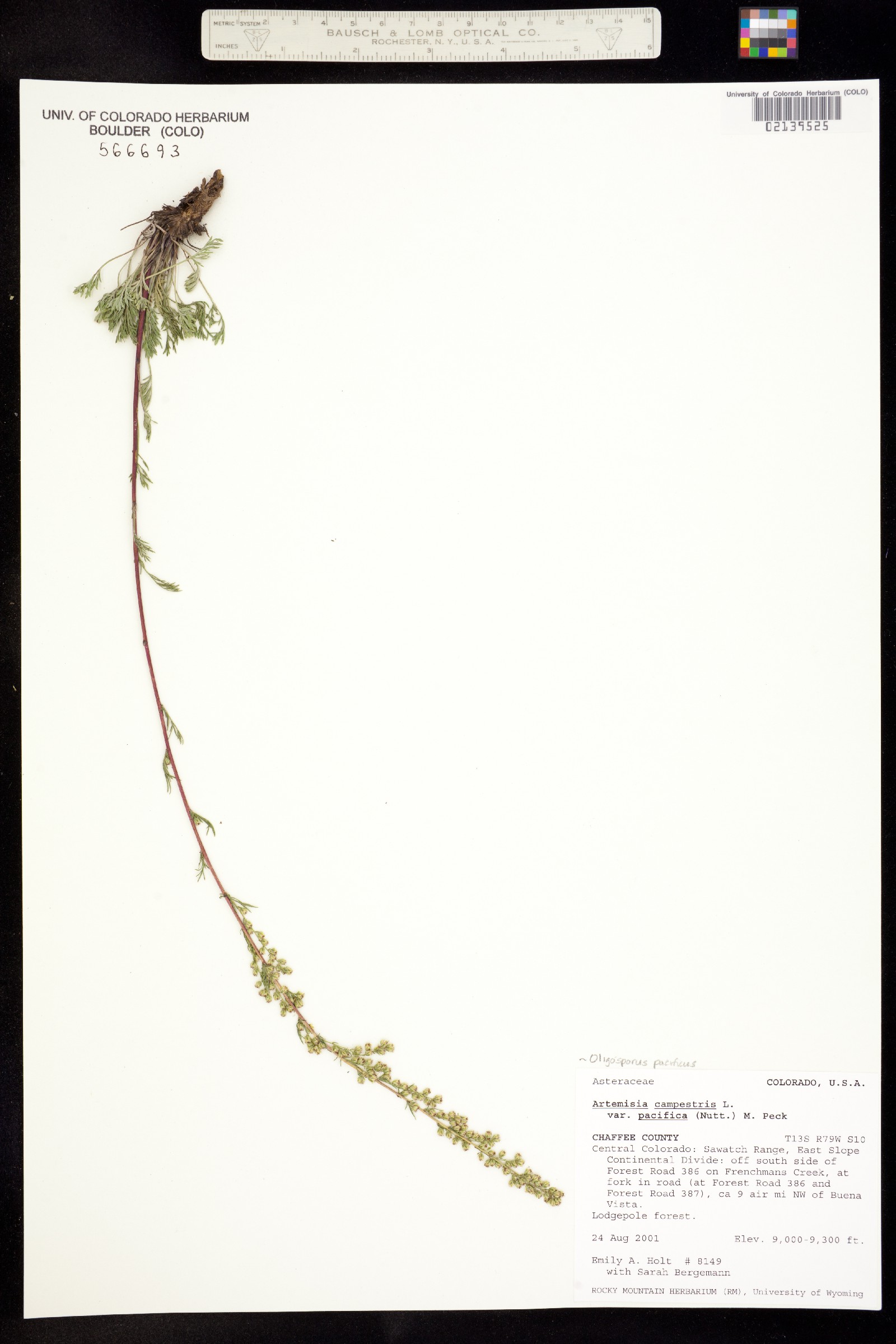 Oligosporus pacificus image