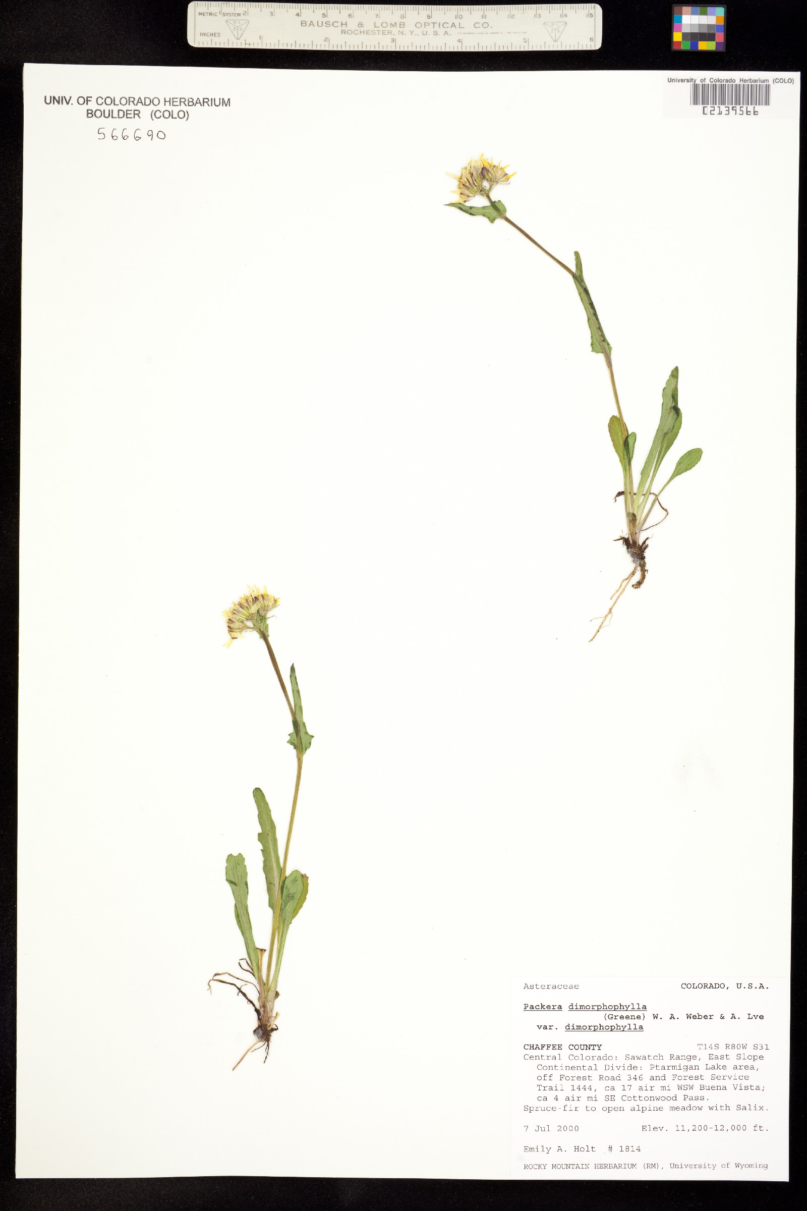 Packera dimorphophylla var. dimorphophylla image