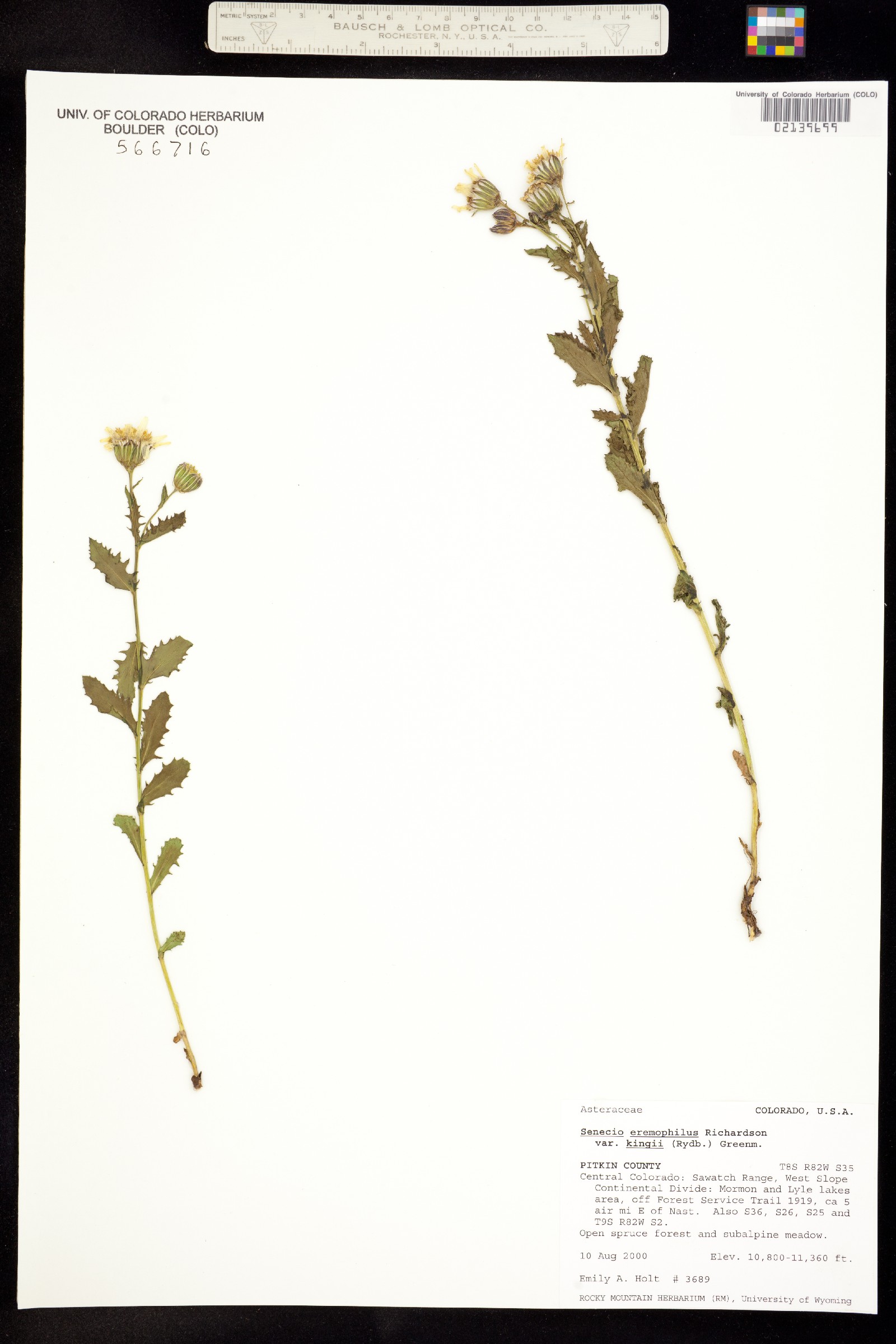 Senecio eremophilus ssp. kingii image