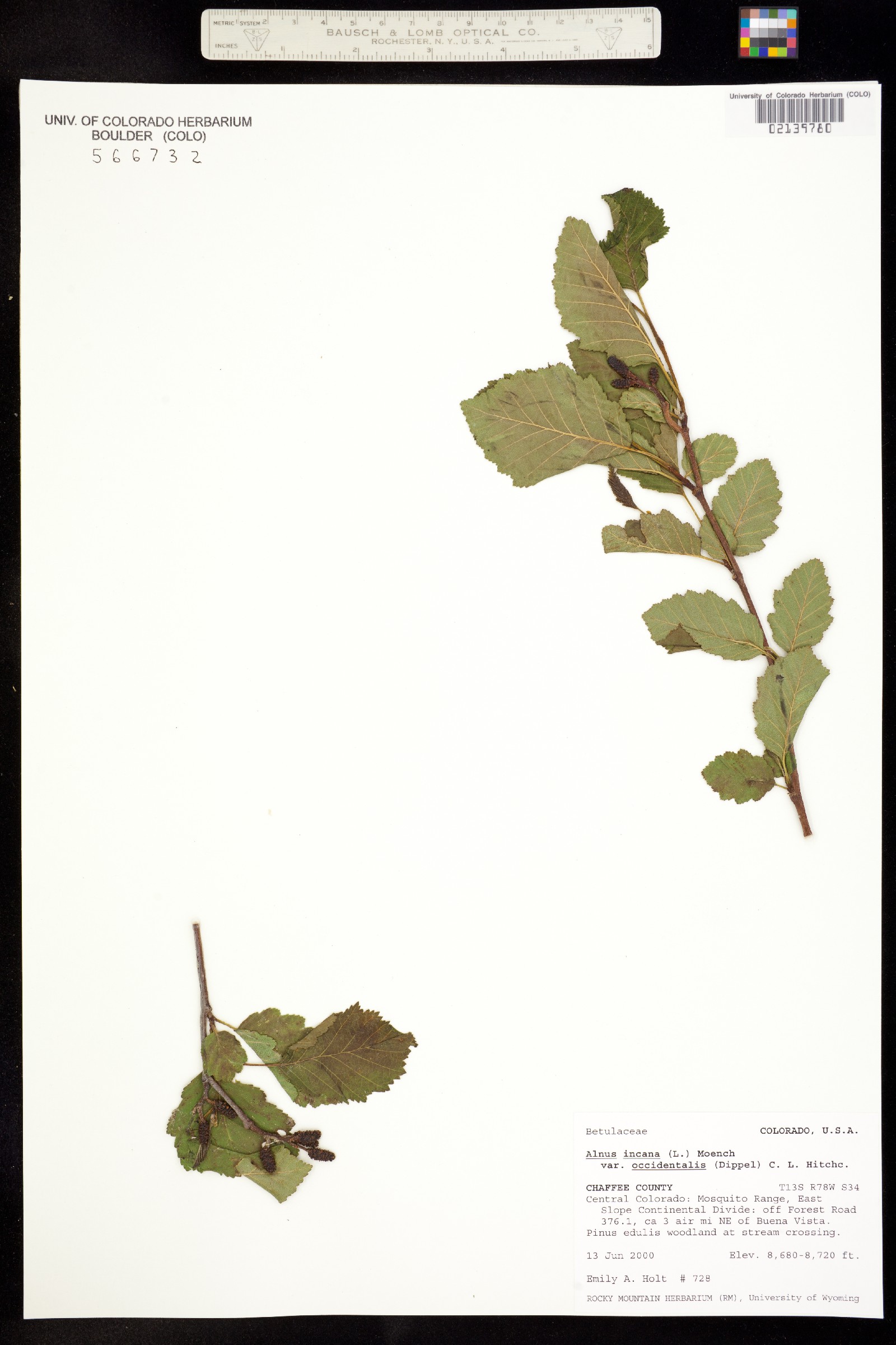 Alnus incana ssp. tenuifolia image