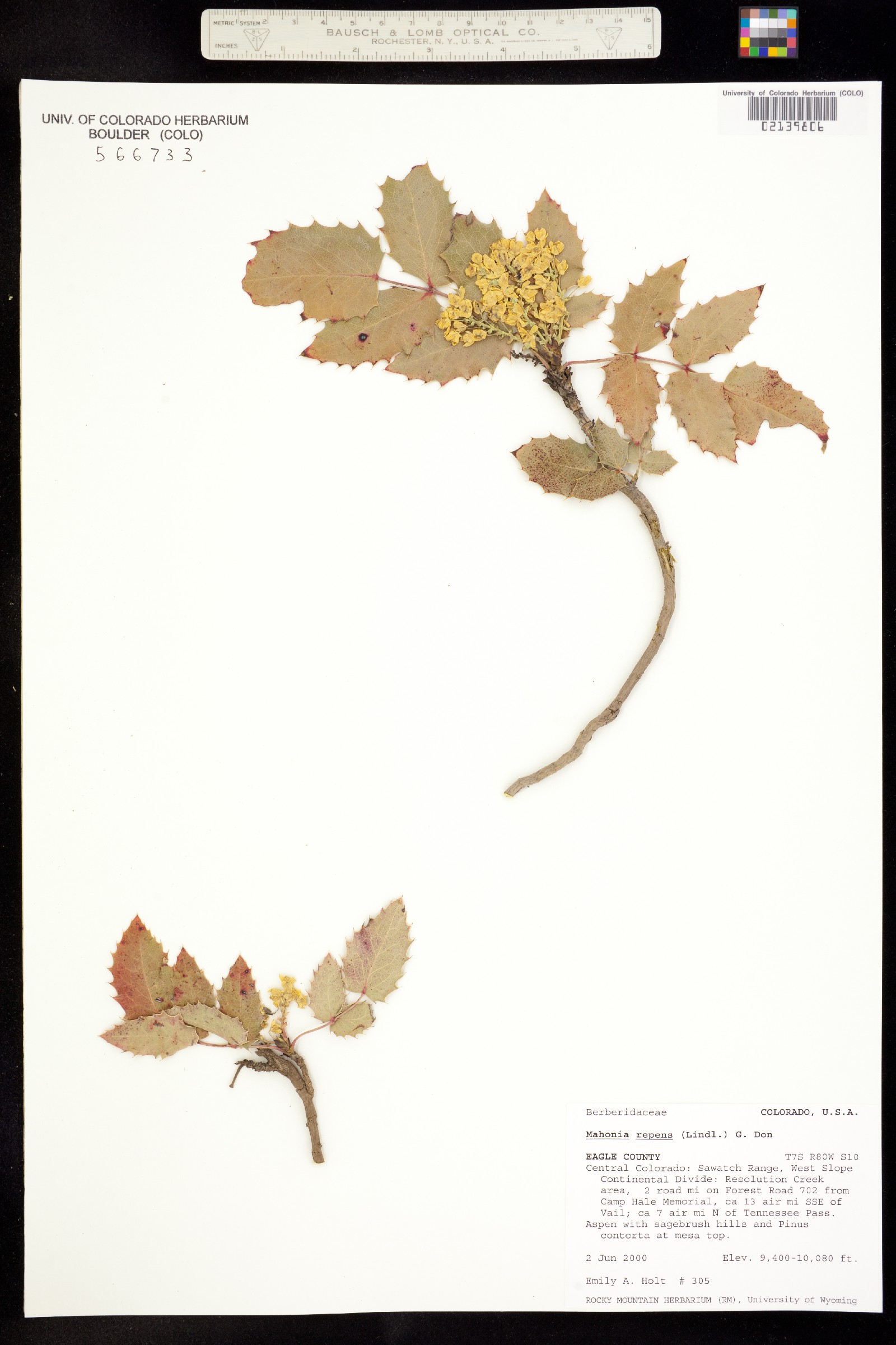 Berberis repens image