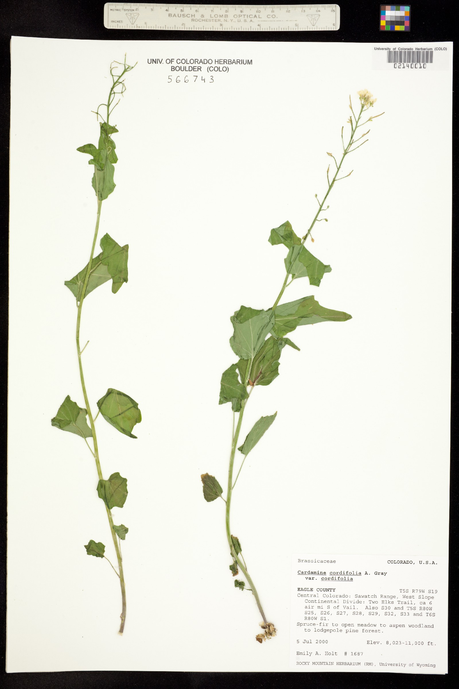 Cardamine cordifolia image