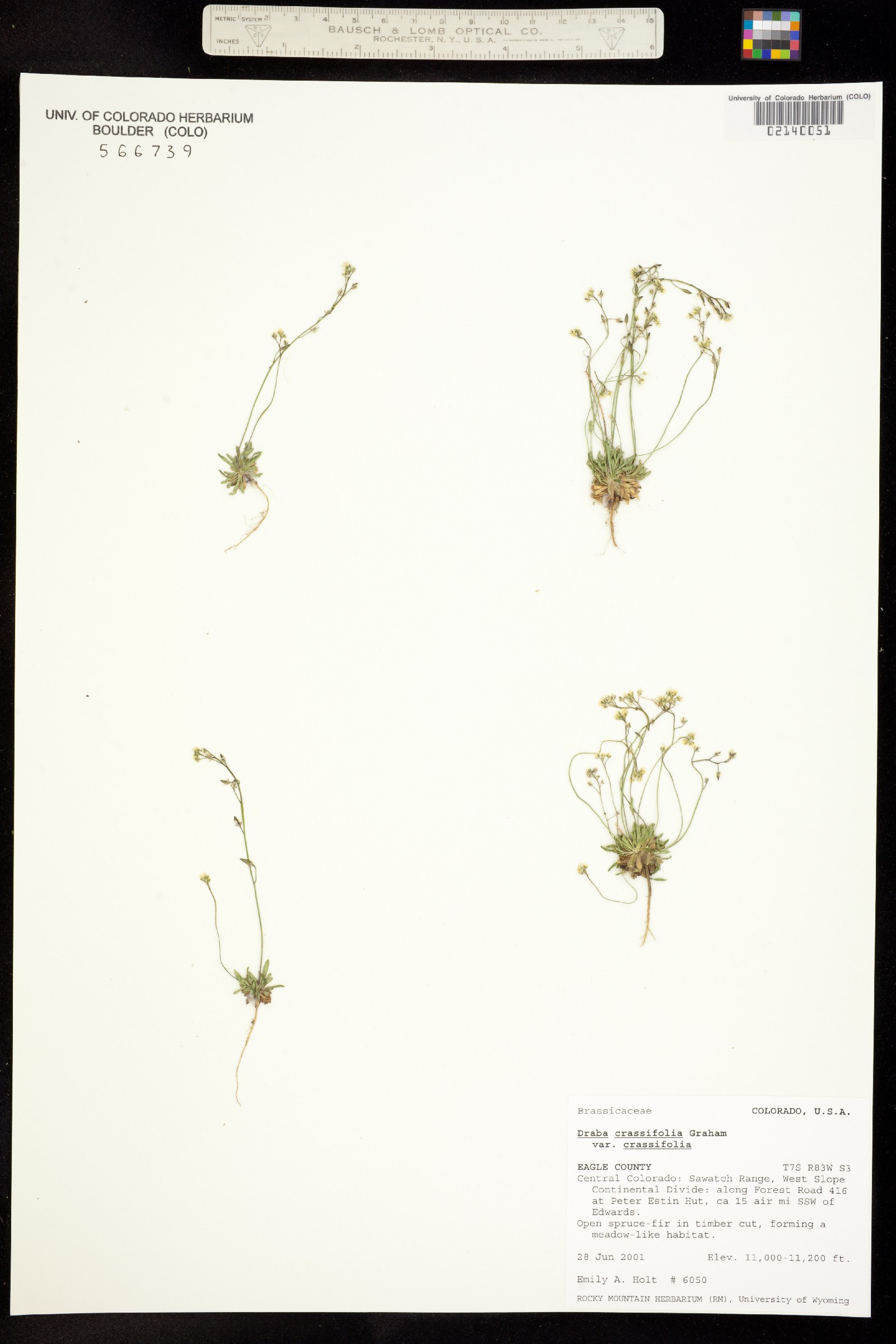 Draba crassifolia image