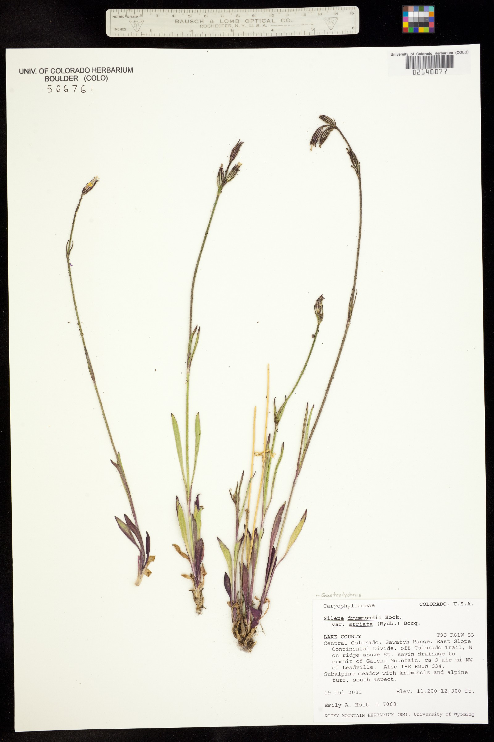 Silene drummondii ssp. drummondii image