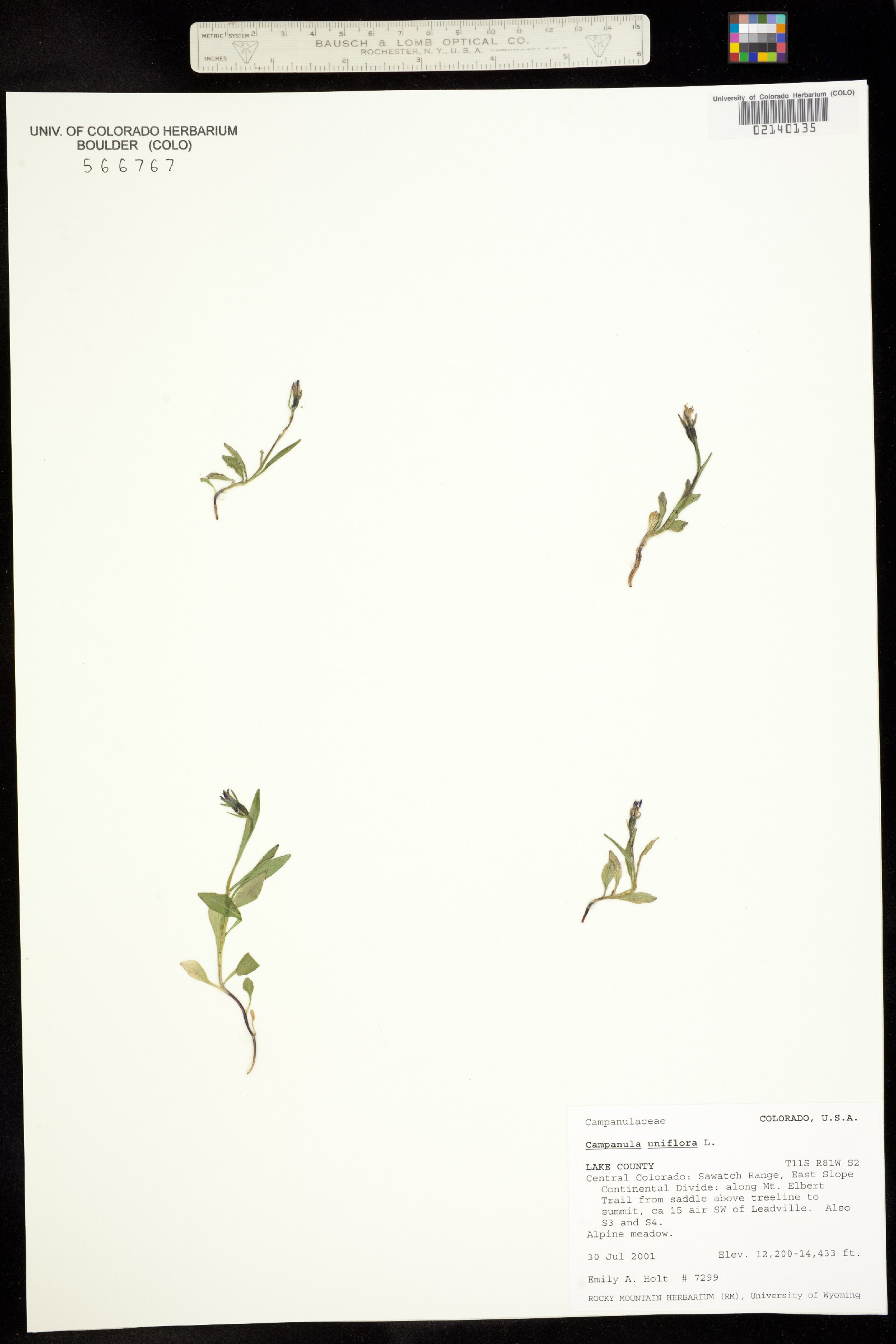 Campanula uniflora image
