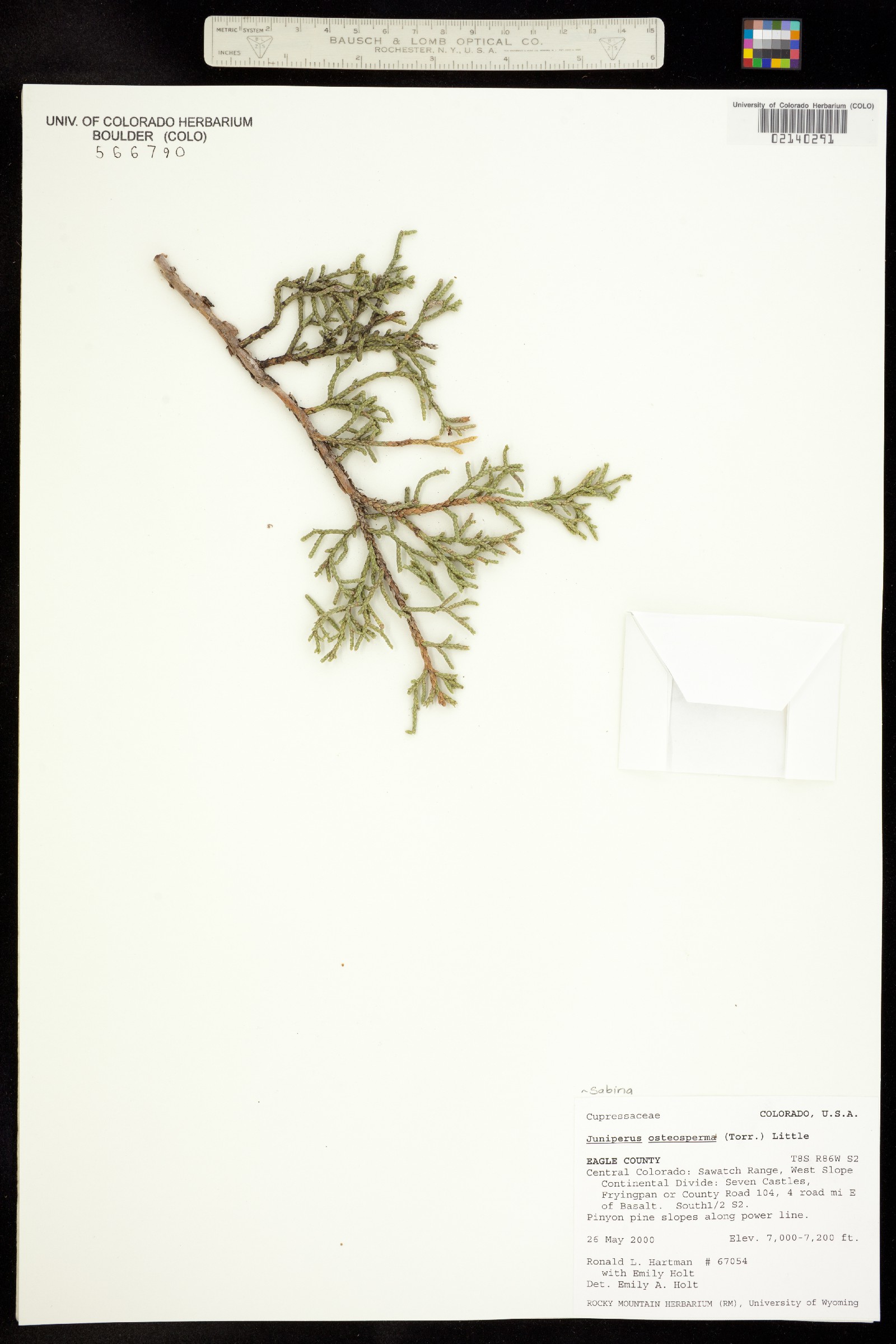 Juniperus osteosperma image