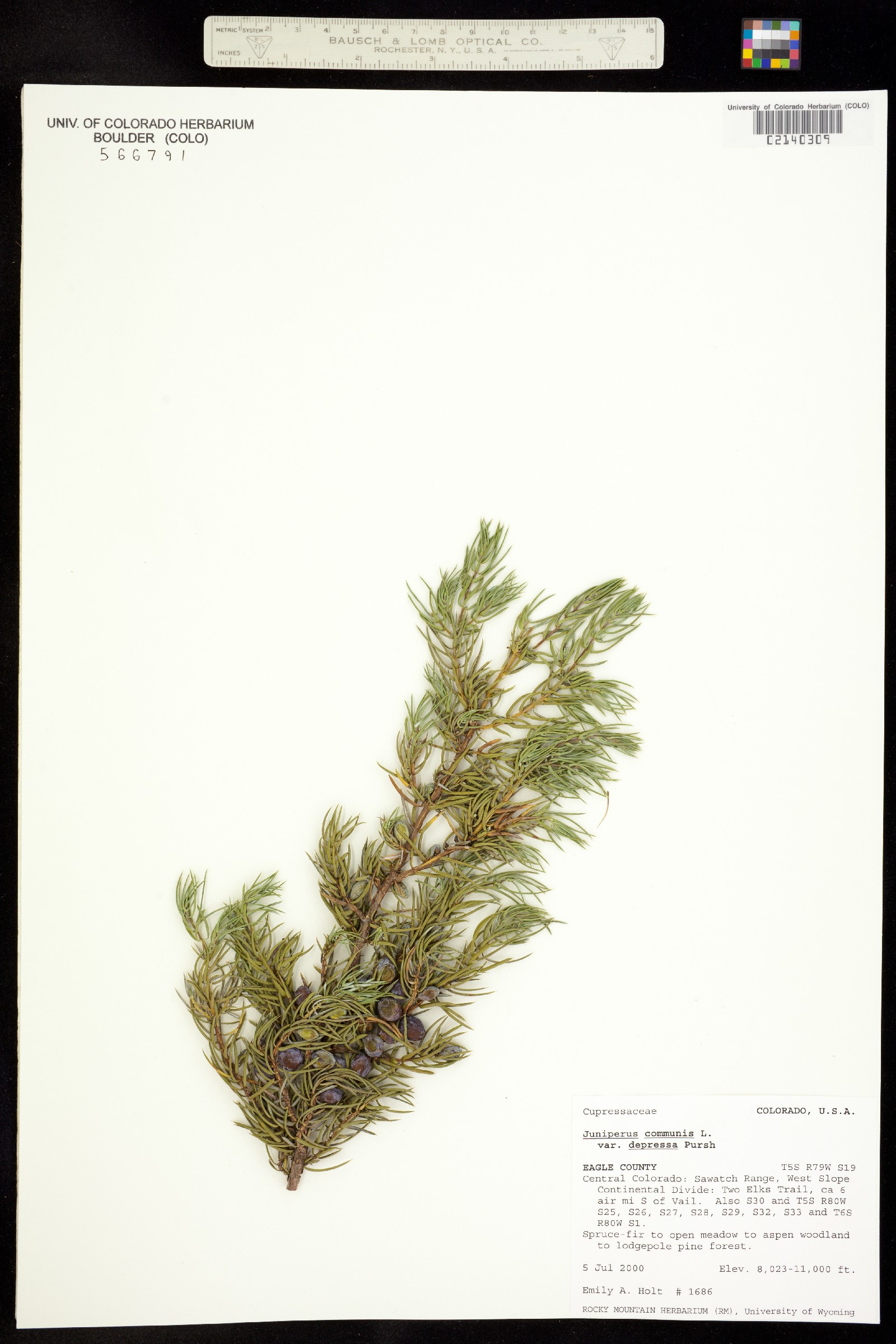 Juniperus communis var. montana image