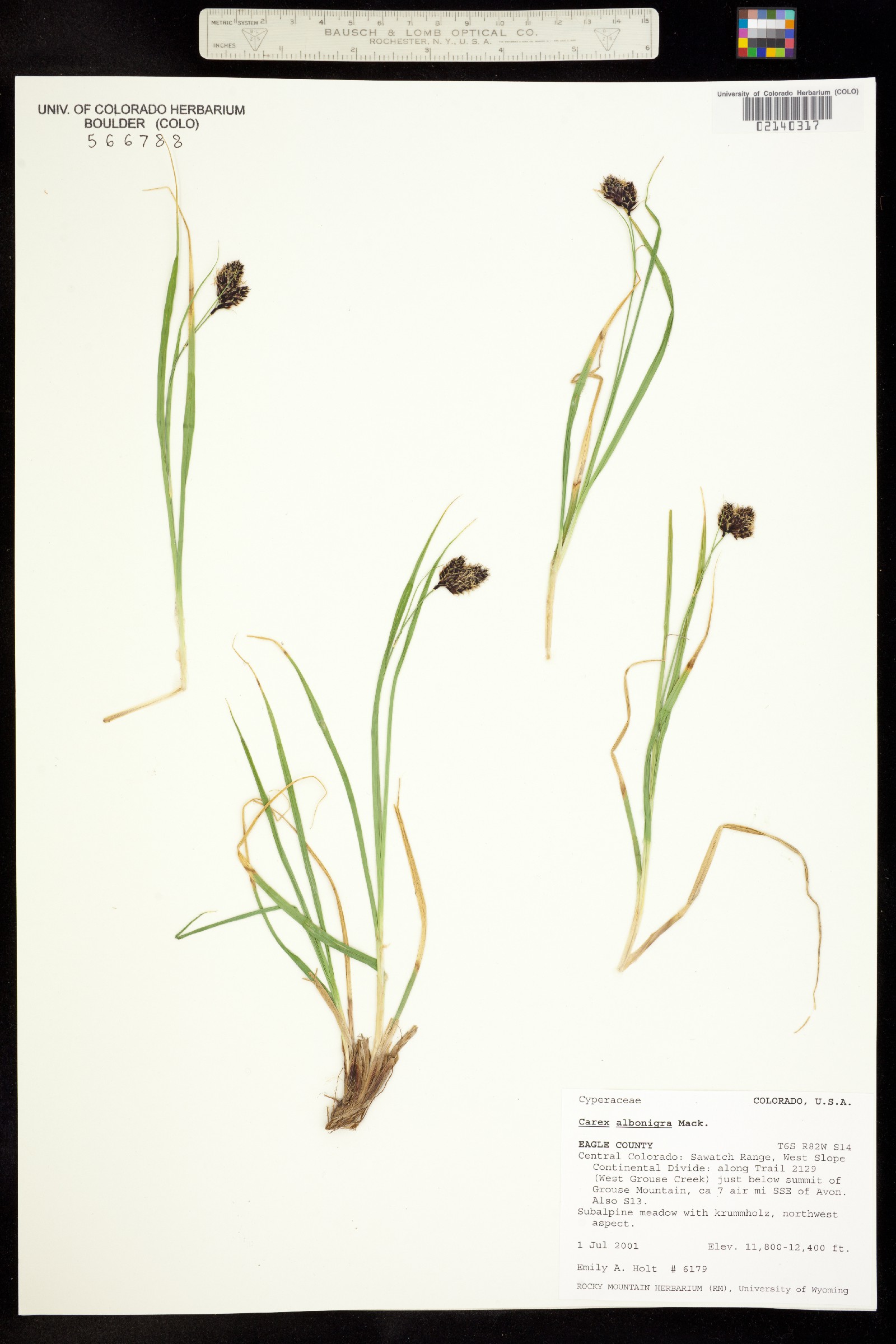 Carex albonigra image