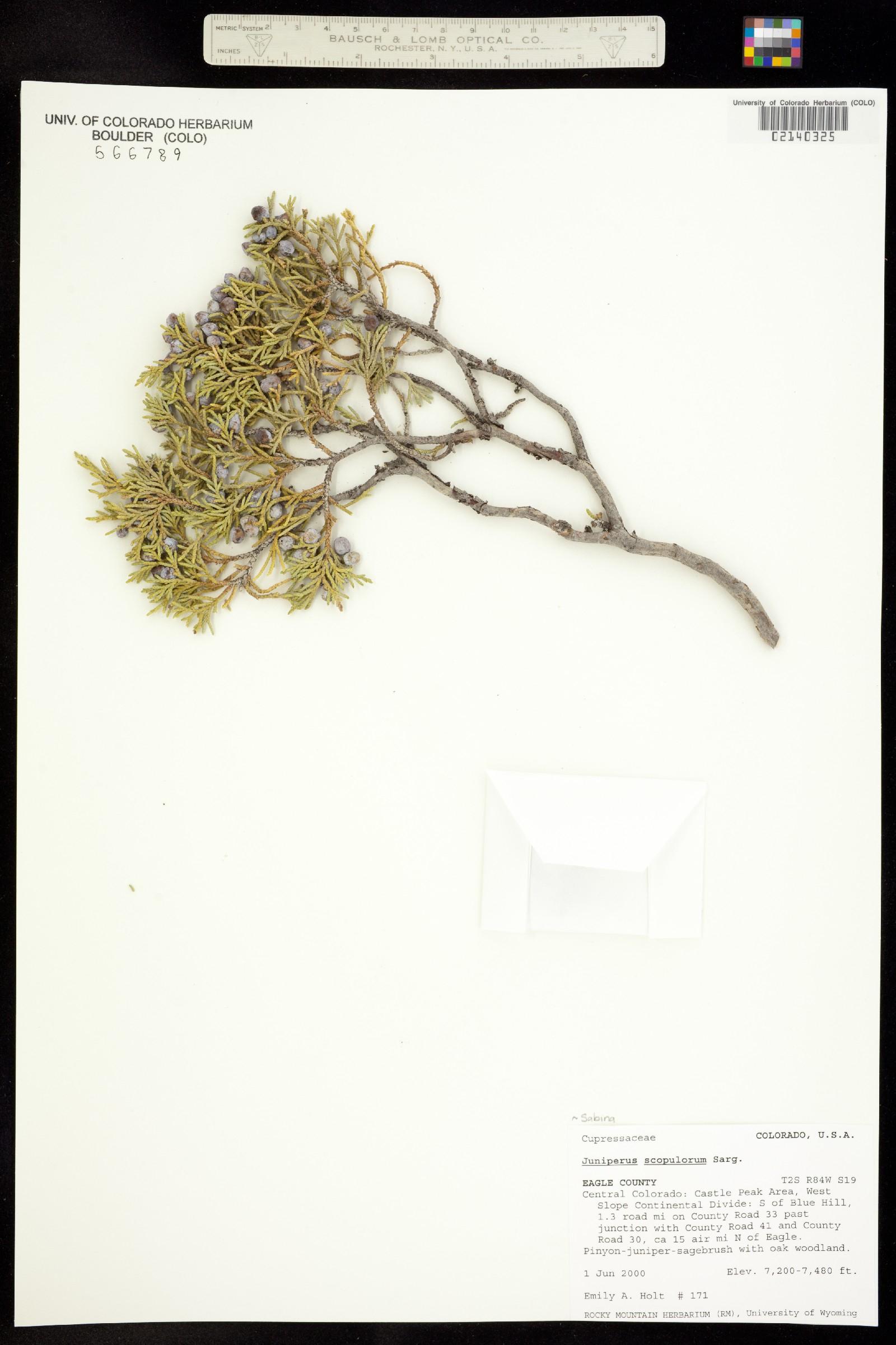 Juniperus scopulorum image