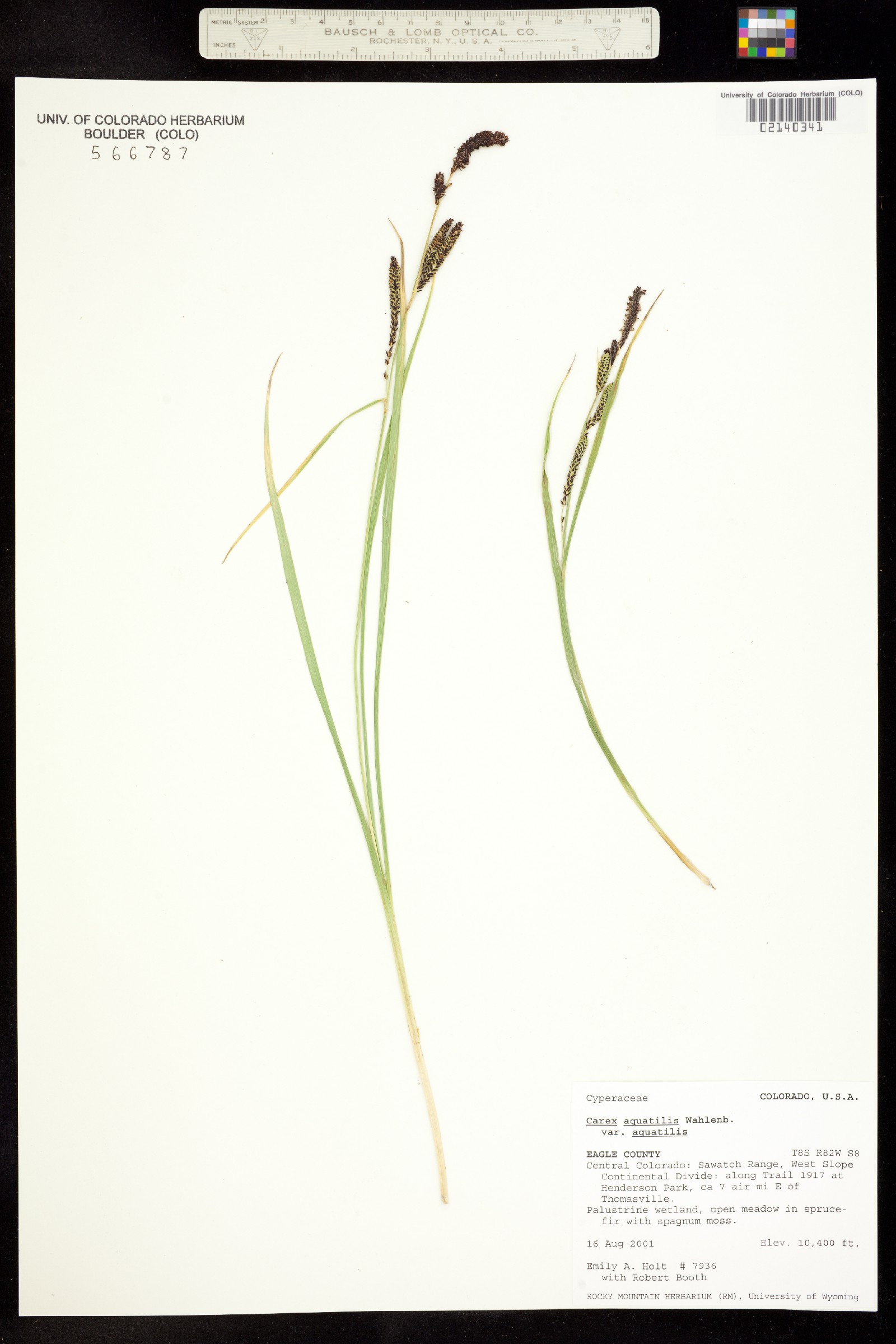 Carex aquatilis var. aquatilis image