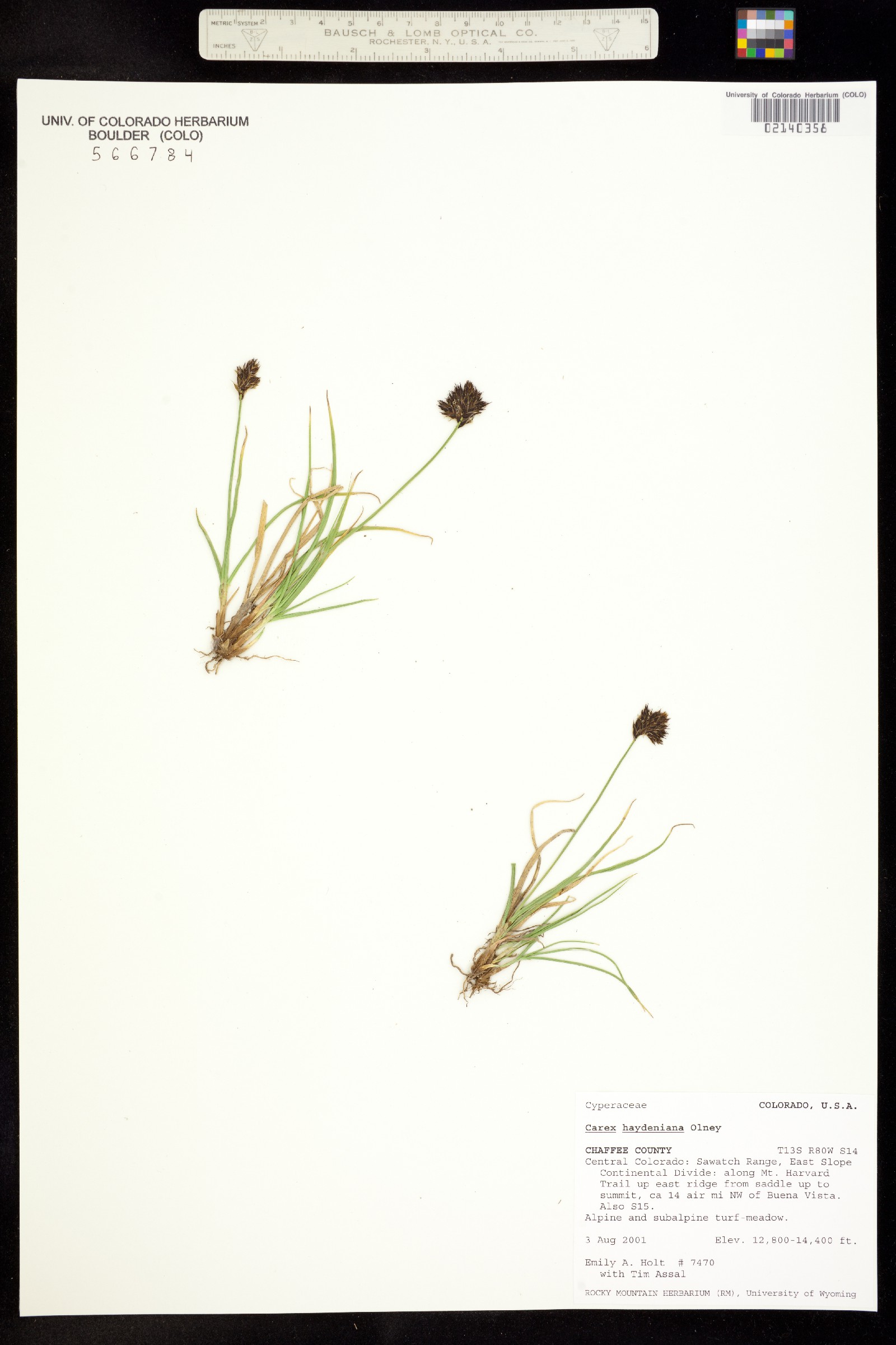 Carex haydeniana image