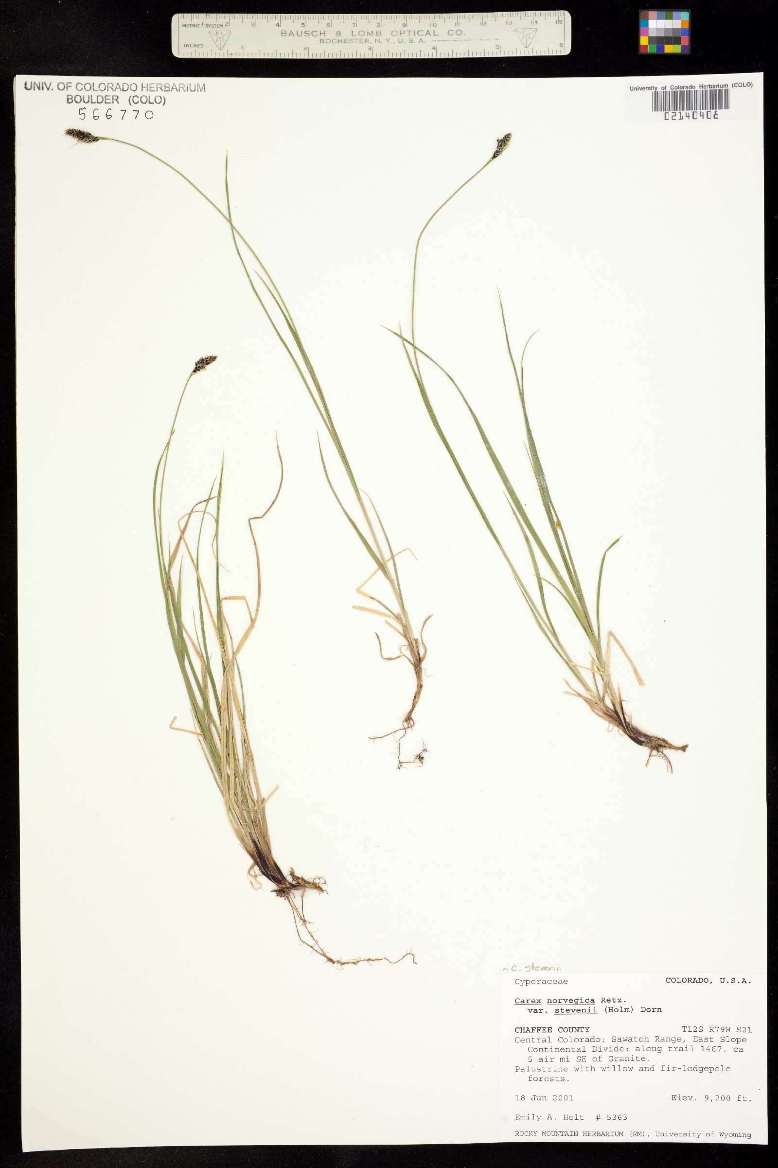 Carex stevenii image