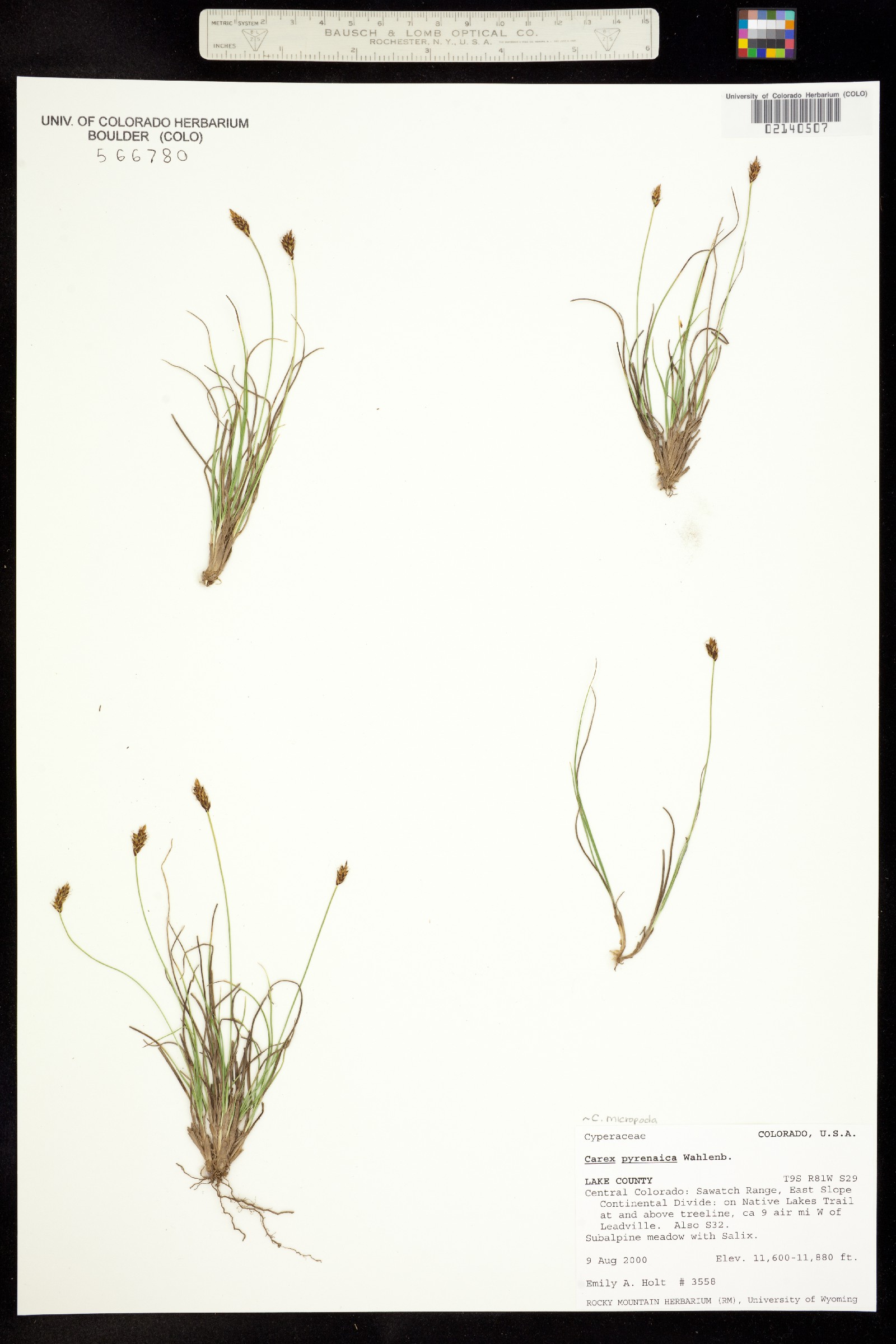 Carex micropoda image