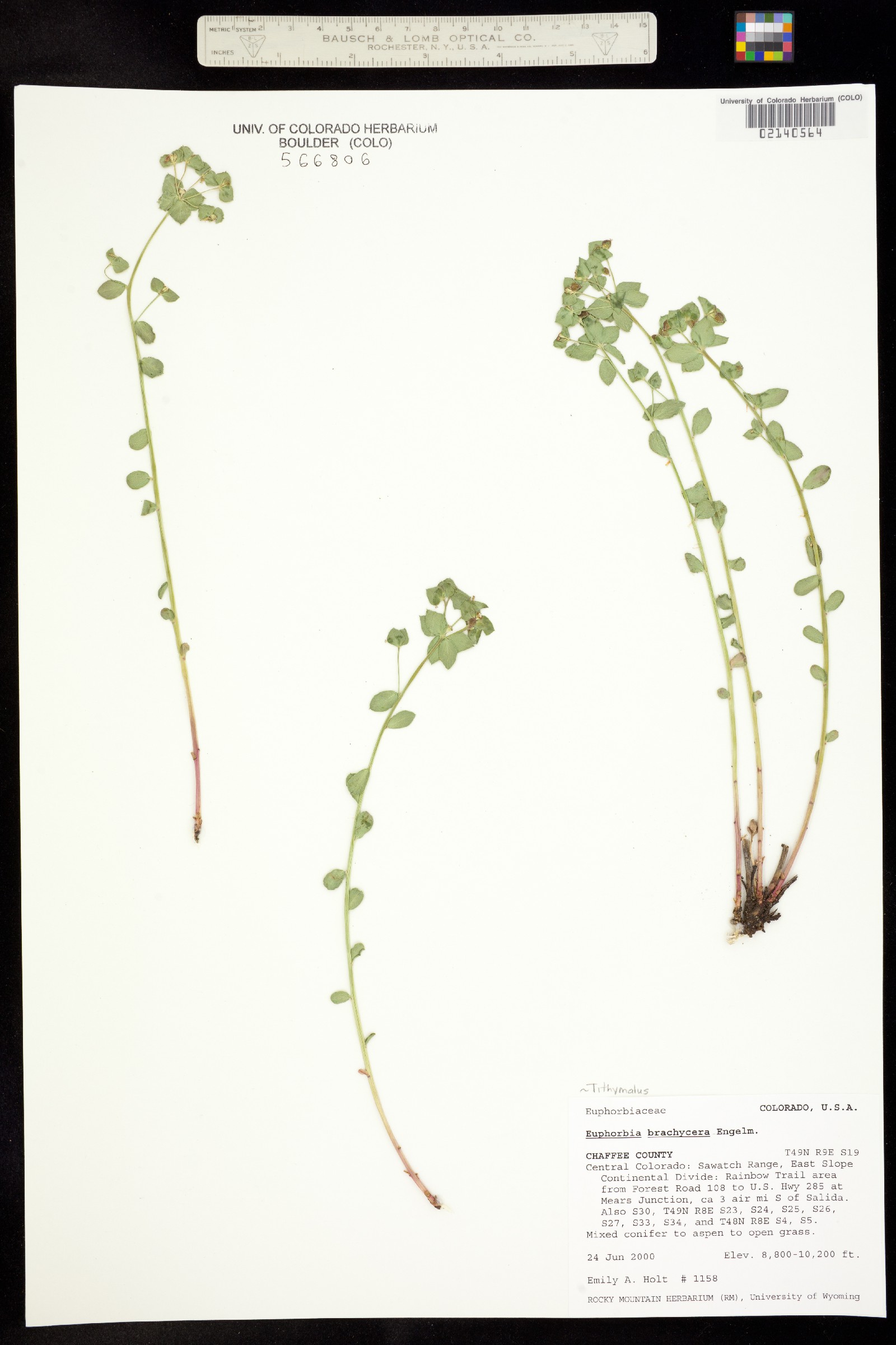 Tithymalus brachyceras image